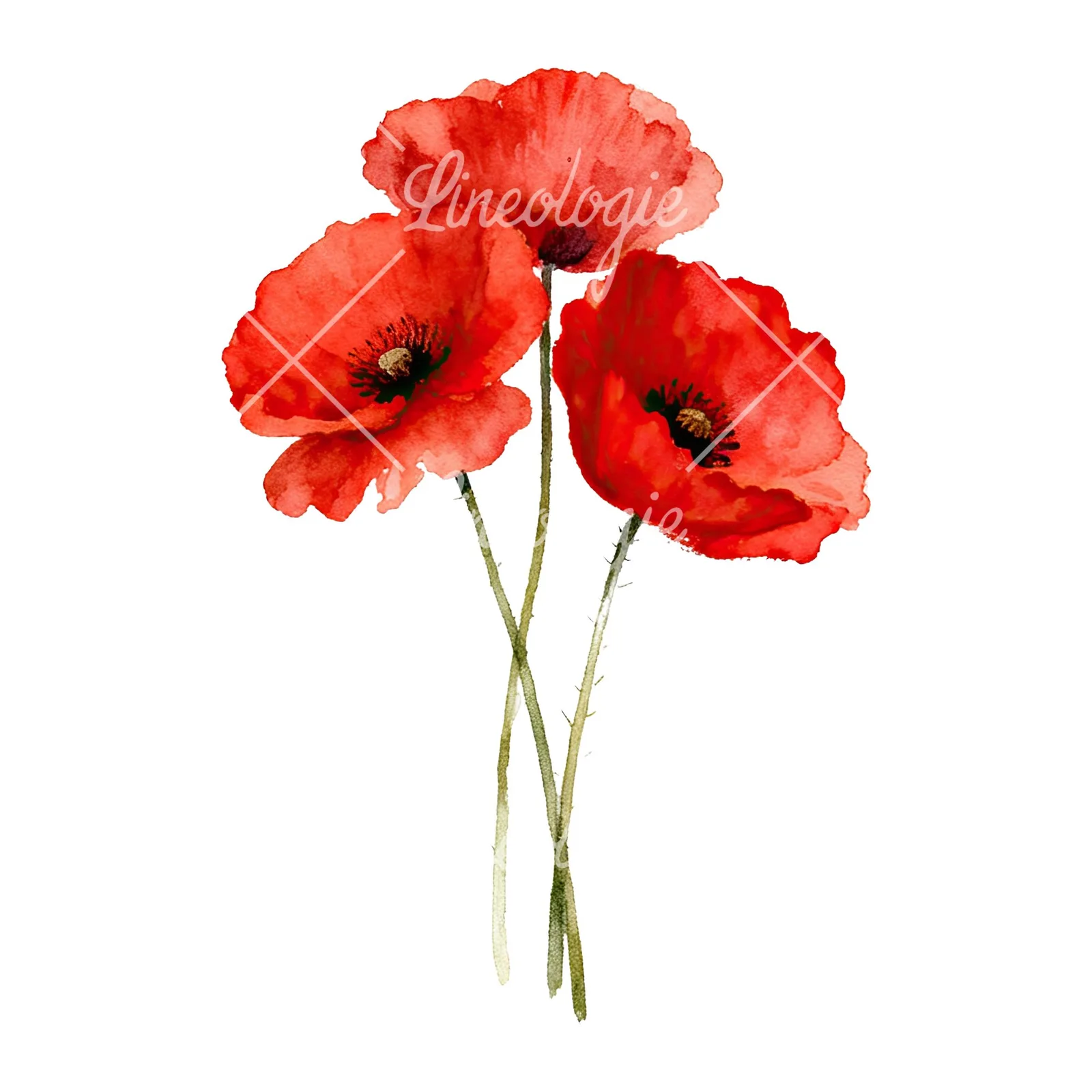 Watercolor poppy bouquet with singular blooms clipart 2 of 9 on a white background (JPG)