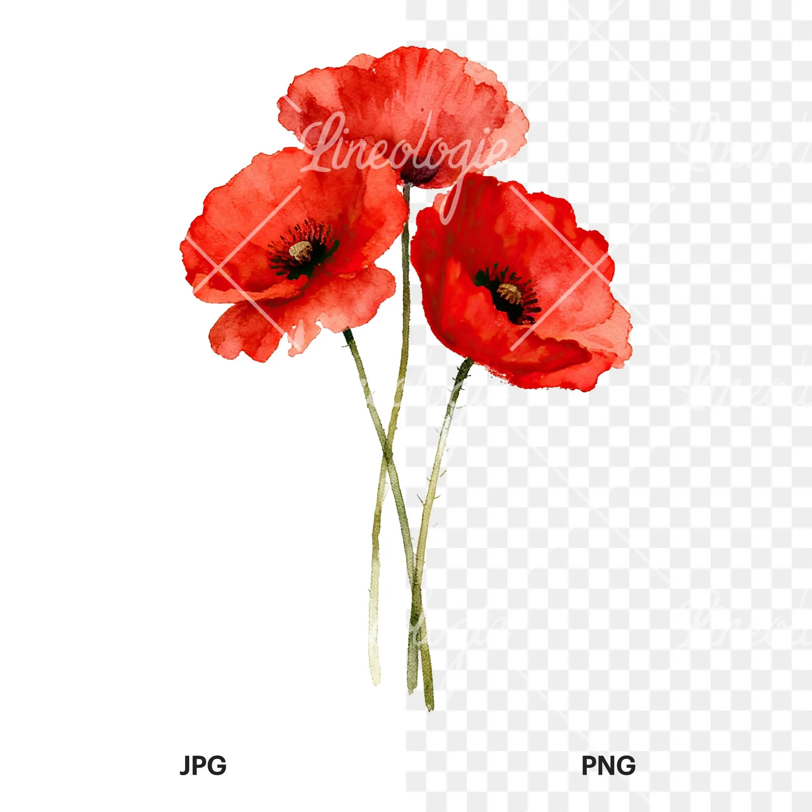 Watercolor poppy bouquet with singular blooms clipart 2 of 9, as a JPG on white and a transparent PNG