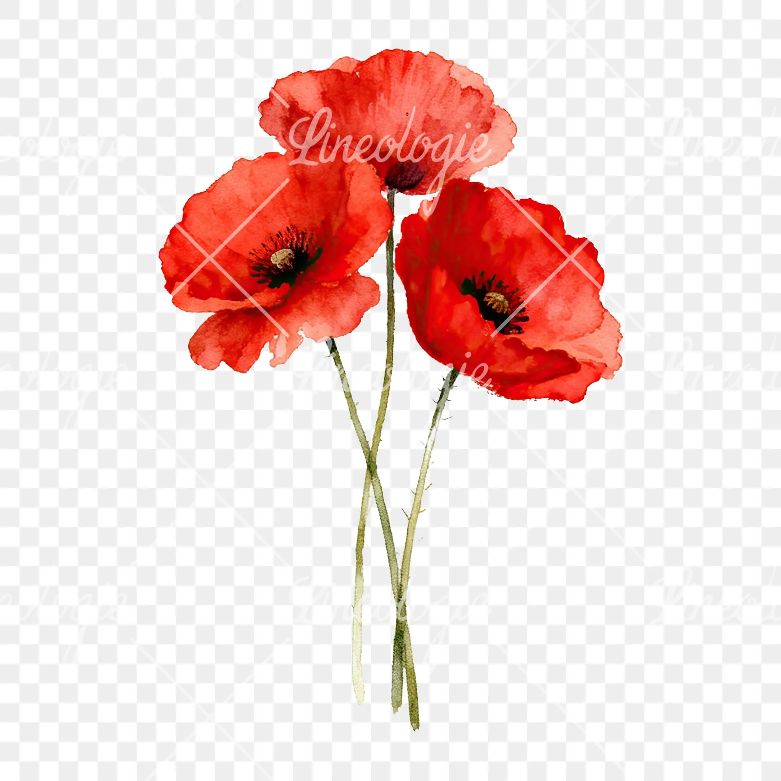 Watercolor poppy bouquet with singular blooms clipart 2 of 9 on a transparent background (PNG)