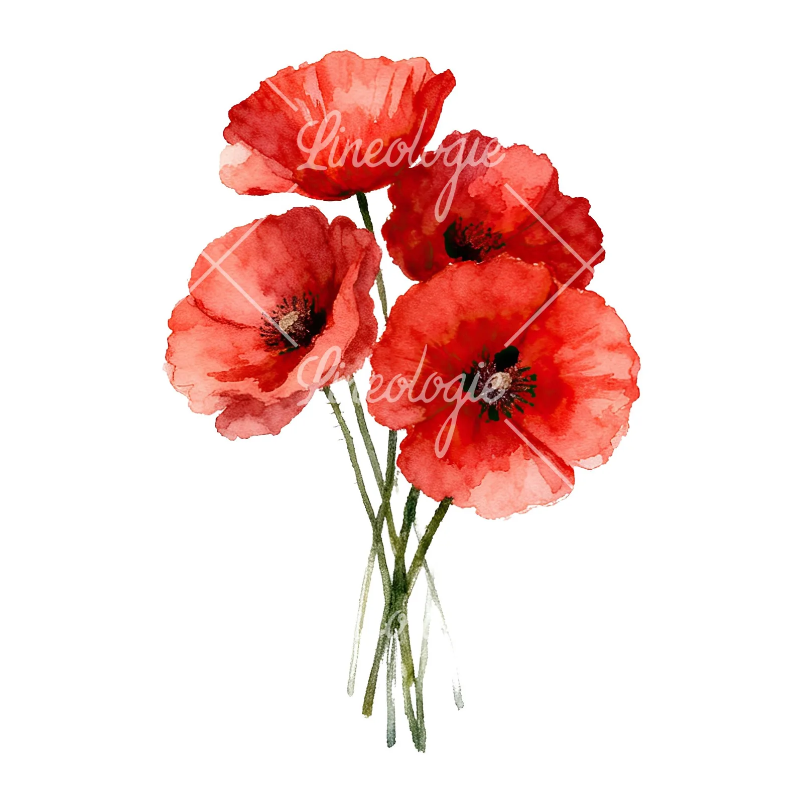 Watercolor poppy bouquet with singular blooms clipart 3 of 9 on a white background (JPG)