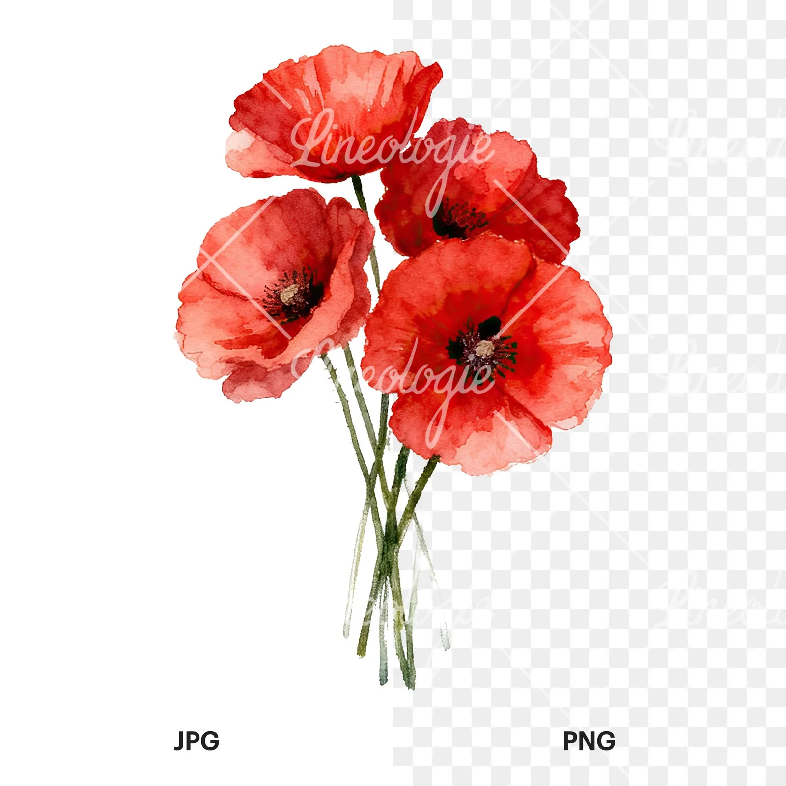 Watercolor poppy bouquet with singular blooms clipart 3 of 9, as a JPG on white and a transparent PNG