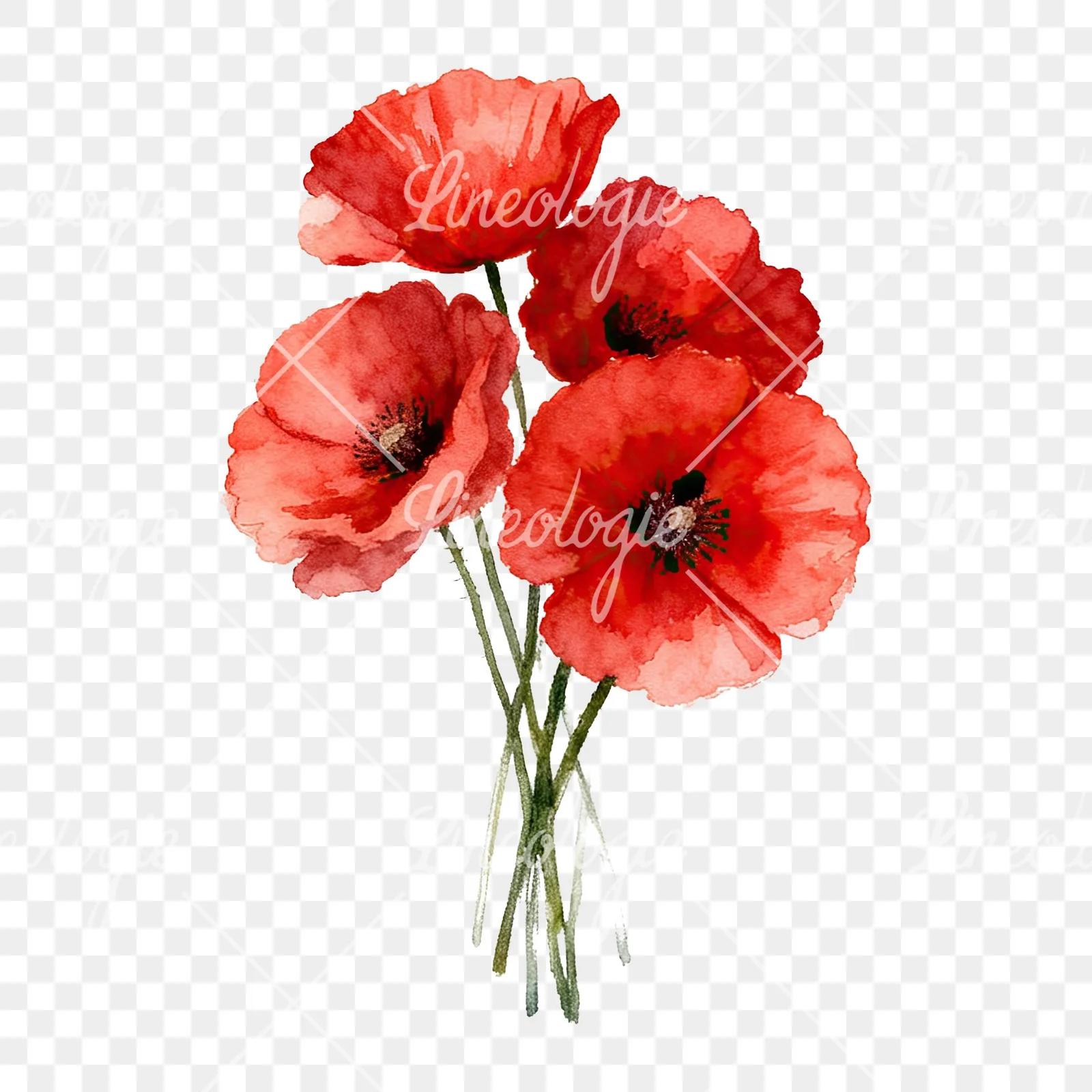 Watercolor poppy bouquet with singular blooms clipart 3 of 9 on a transparent background (PNG)