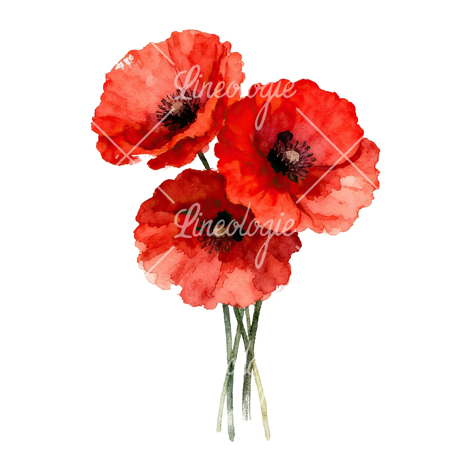 Watercolor poppy bouquet with singular blooms clipart 4 of 9 on a white background (JPG)