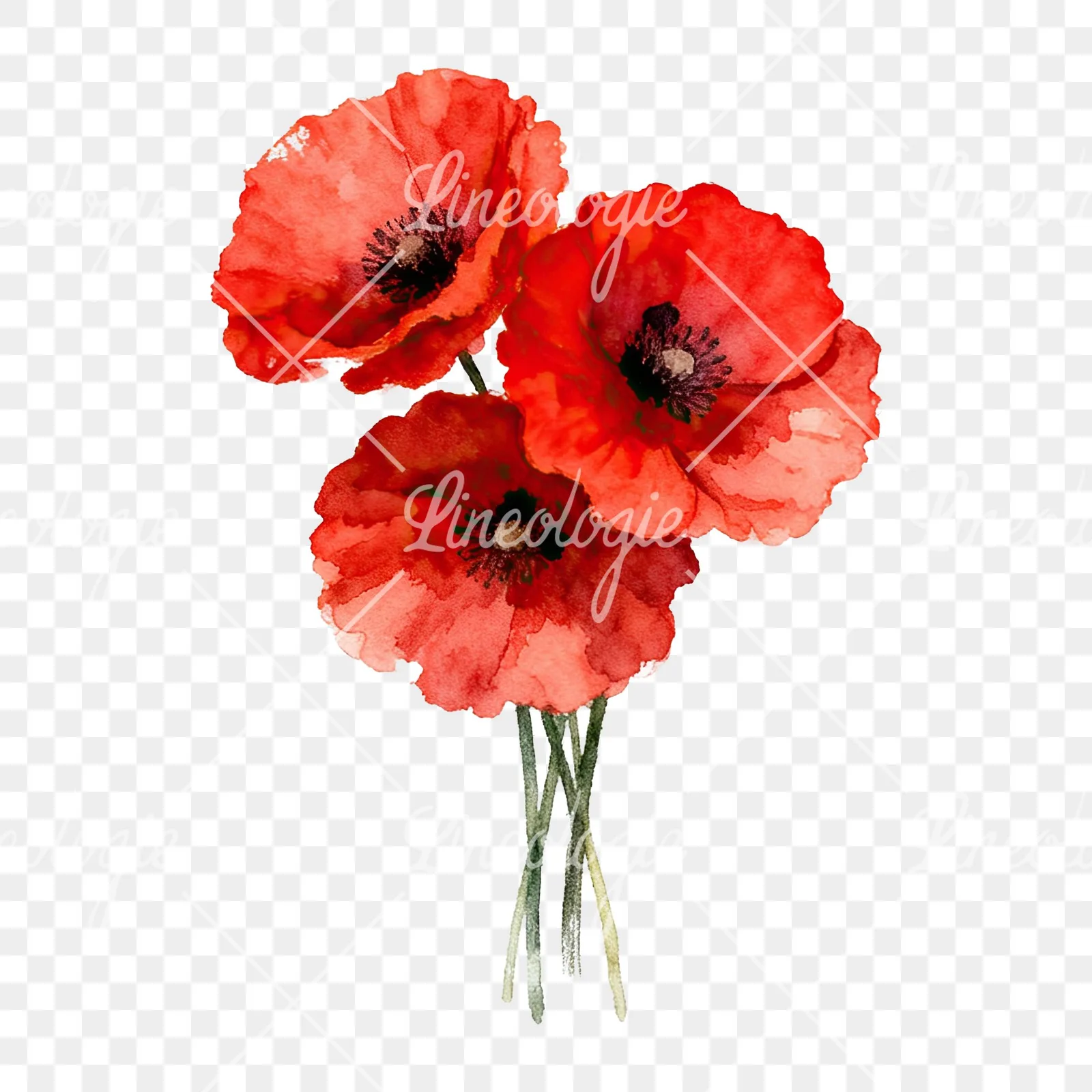 Watercolor poppy bouquet with singular blooms clipart 4 of 9 on a transparent background (PNG)