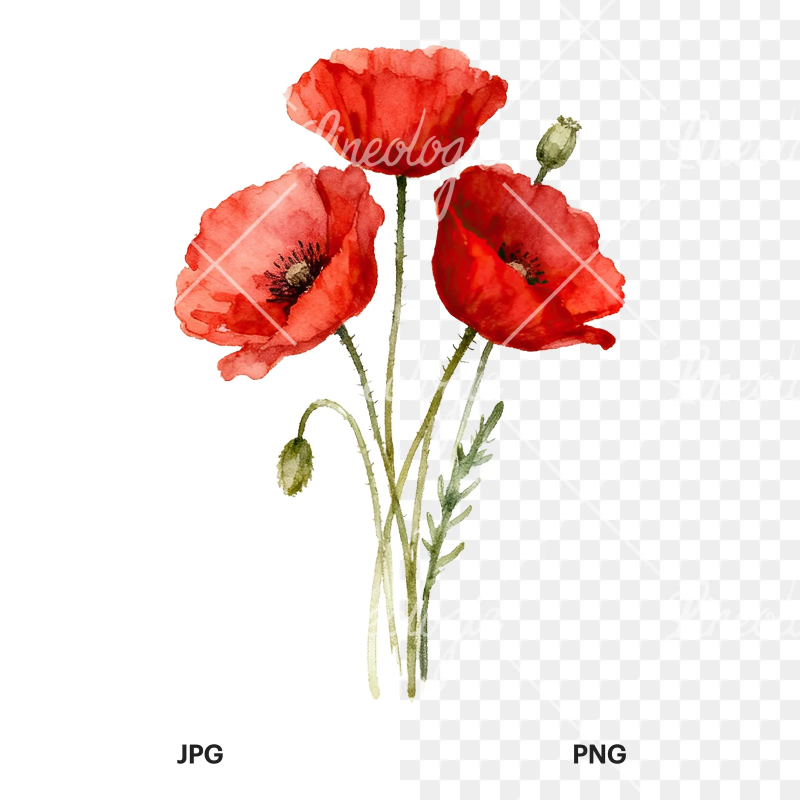 Watercolor poppy bouquet with singular blooms clipart 5 of 9, as a JPG on white and a transparent PNG