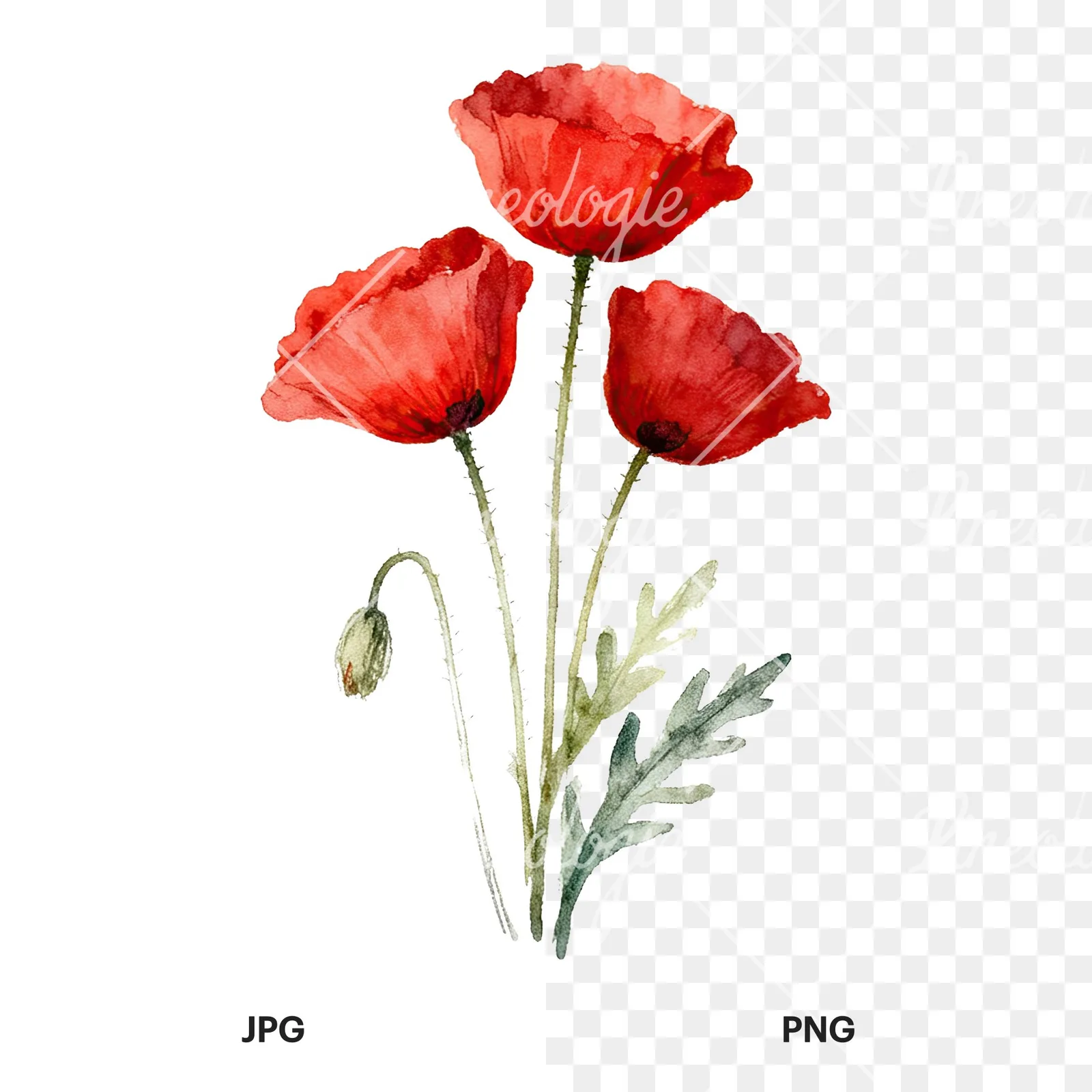 Watercolor poppy bouquet with singular blooms clipart 6 of 9, as a JPG on white and a transparent PNG