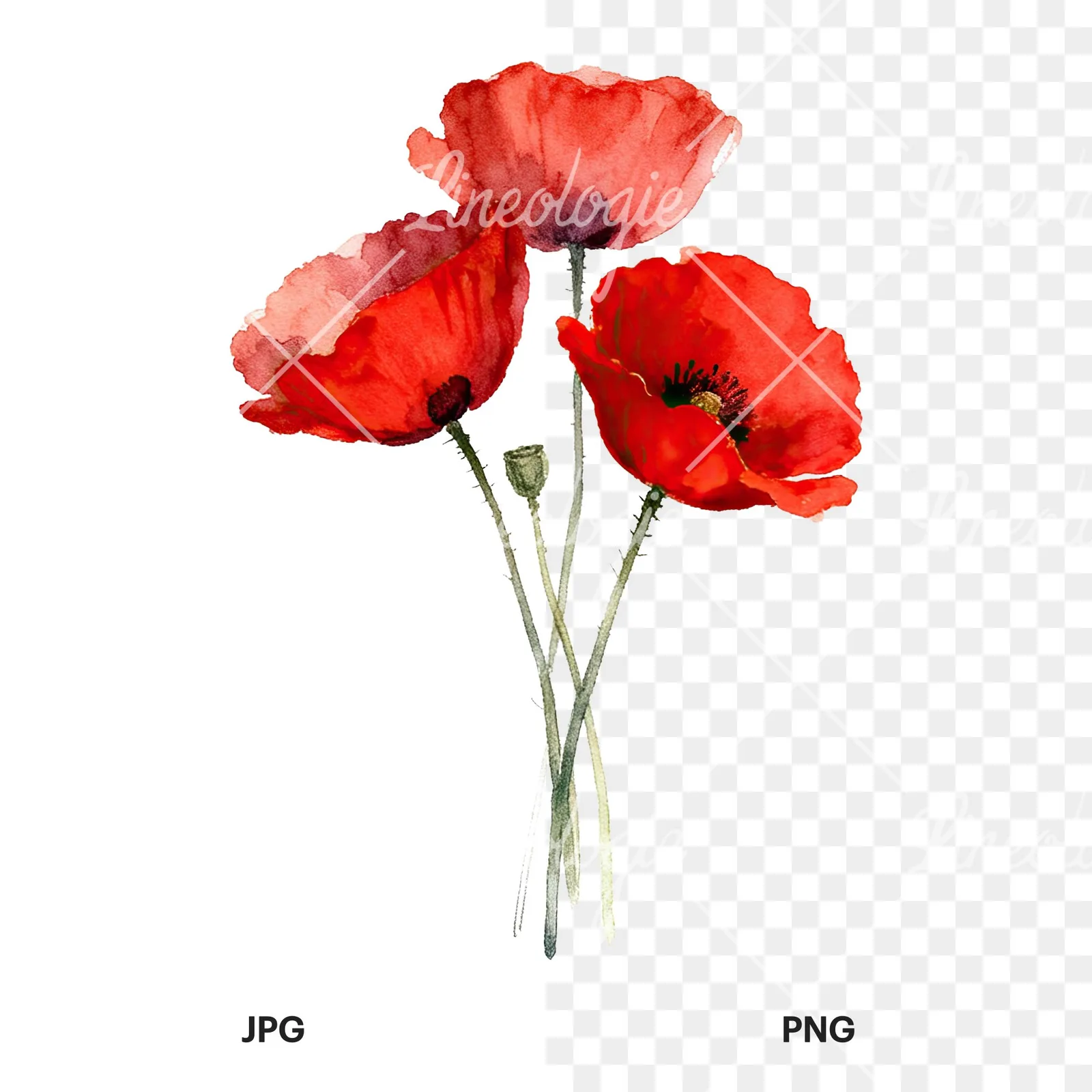 Watercolor poppy bouquet with singular blooms clipart 7 of 9, as a JPG on white and a transparent PNG