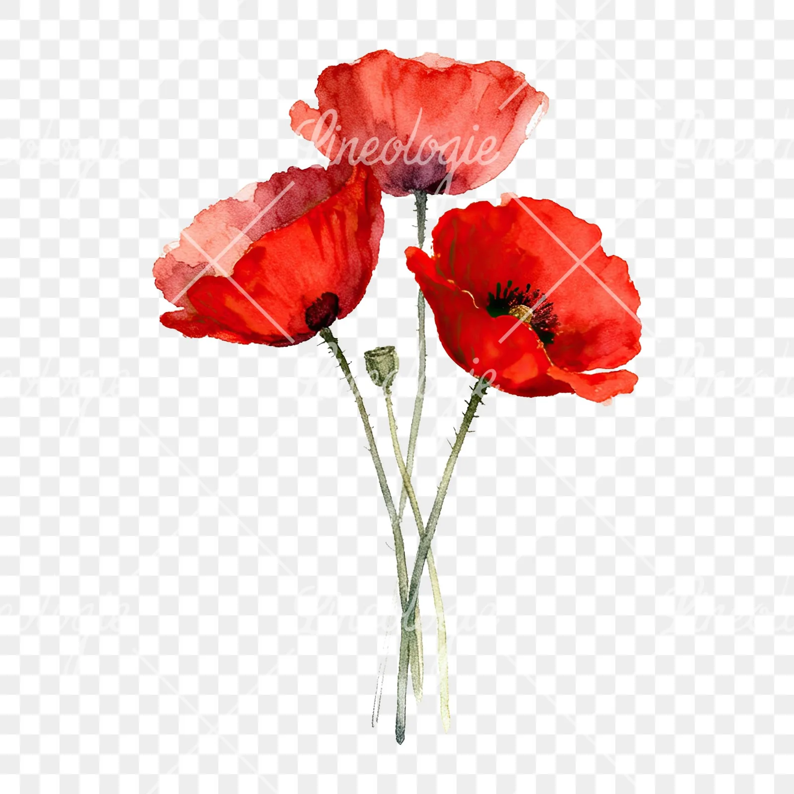 Watercolor poppy bouquet with singular blooms clipart 7 of 9 on a transparent background (PNG)