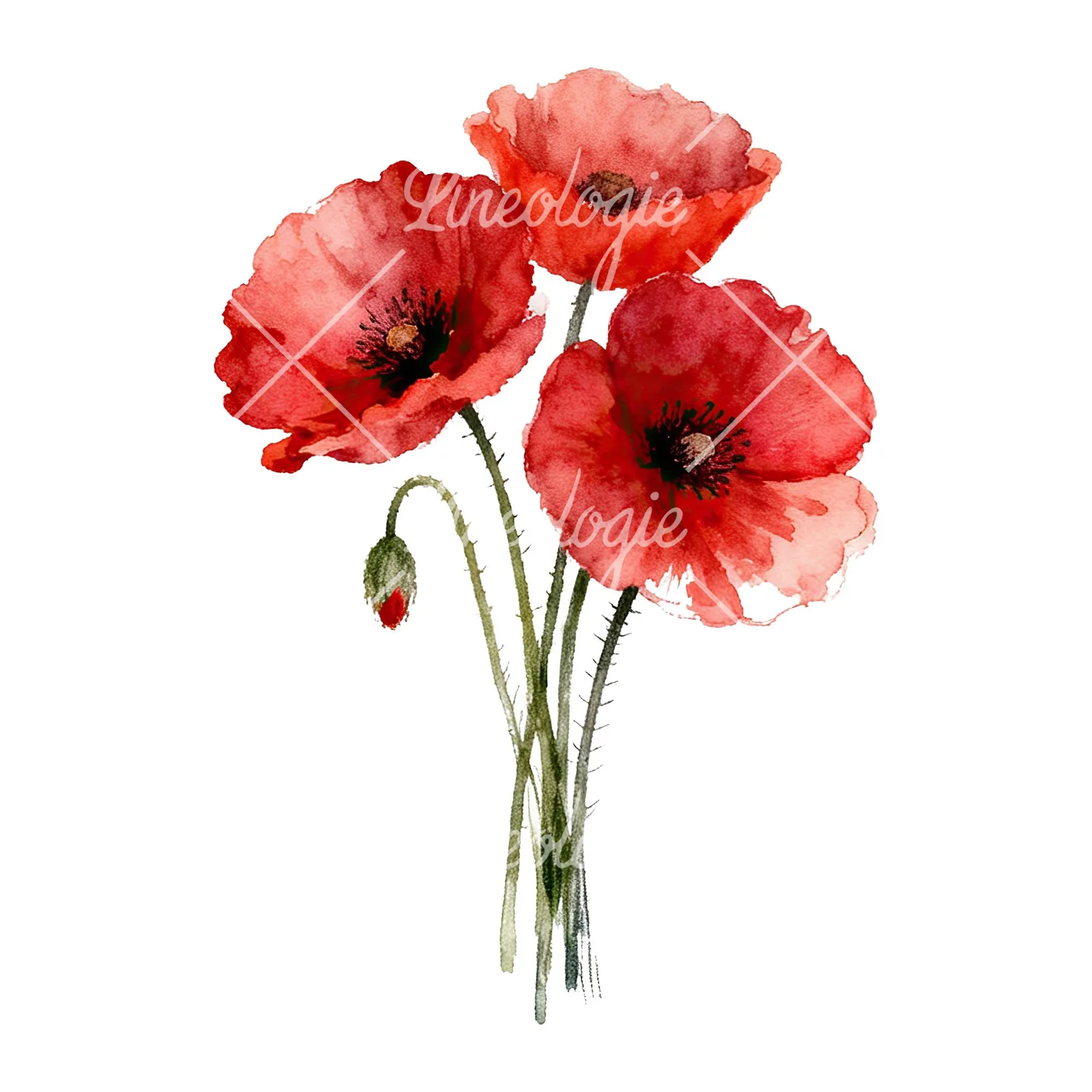 Watercolor poppy bouquet with singular blooms clipart 8 of 9 on a white background (JPG)