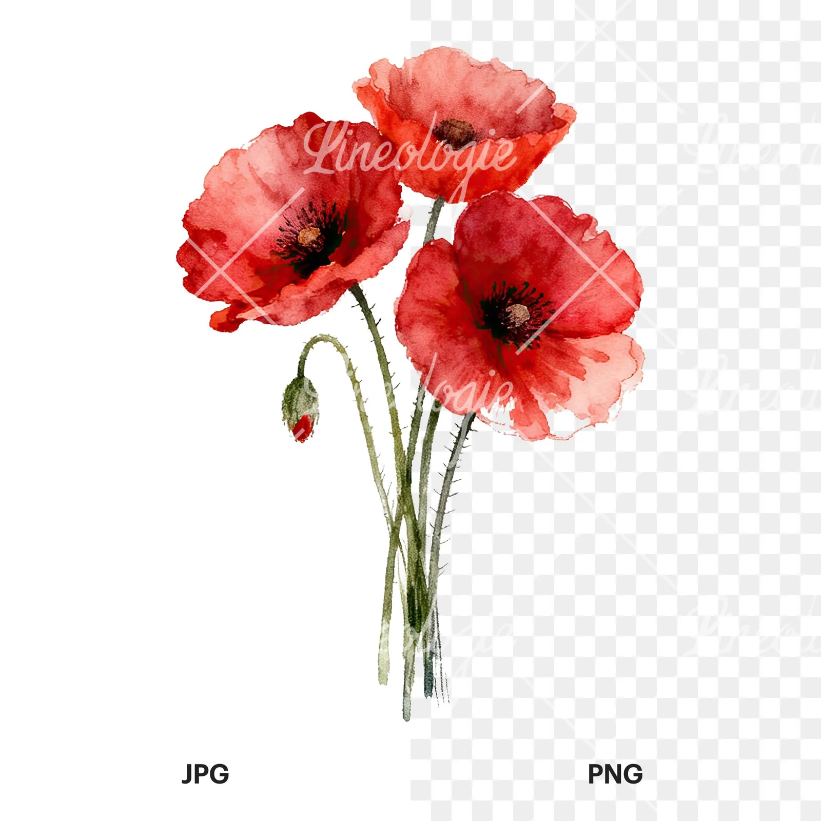 Watercolor poppy bouquet with singular blooms clipart 8 of 9, as a JPG on white and a transparent PNG