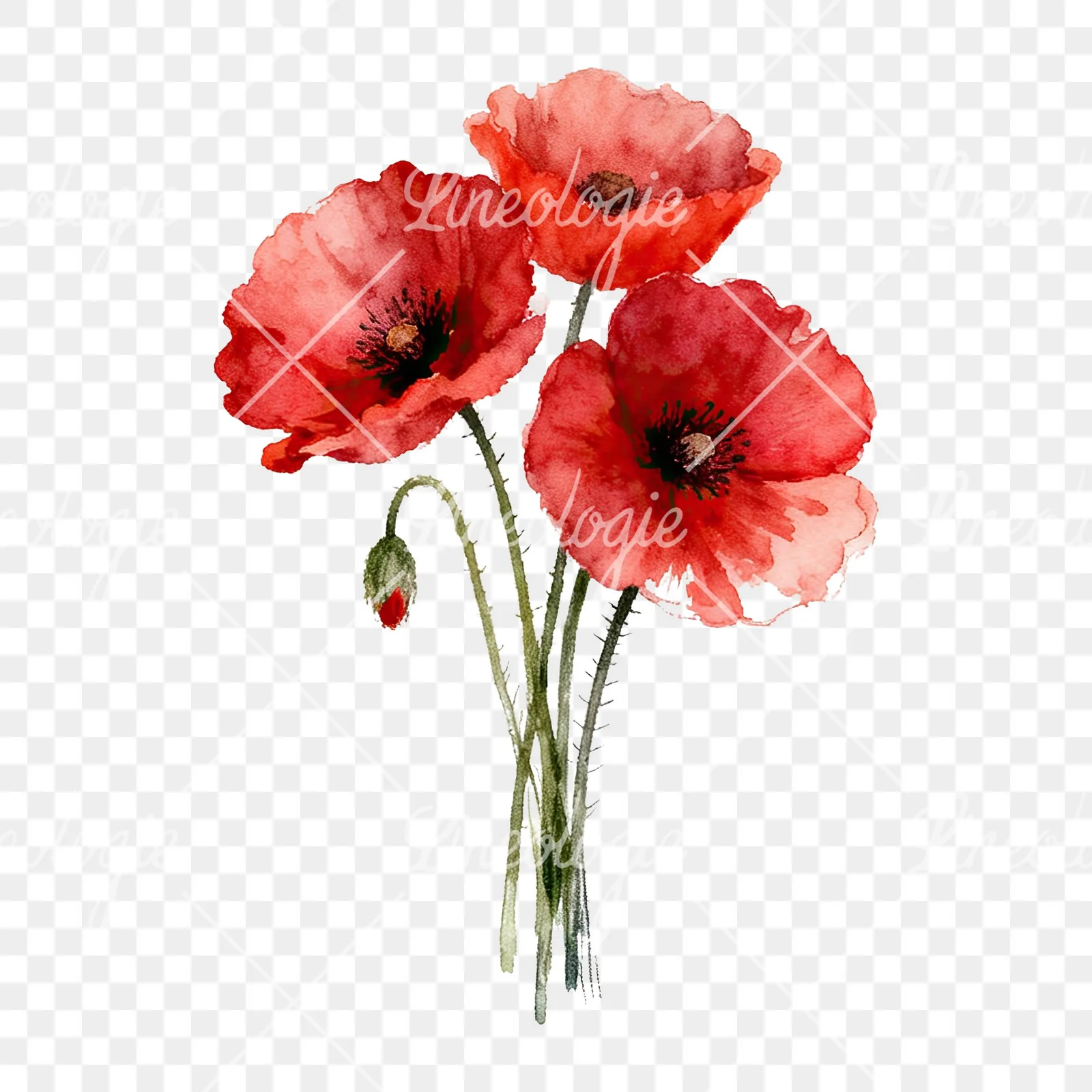 Watercolor poppy bouquet with singular blooms clipart 8 of 9 on a transparent background (PNG)