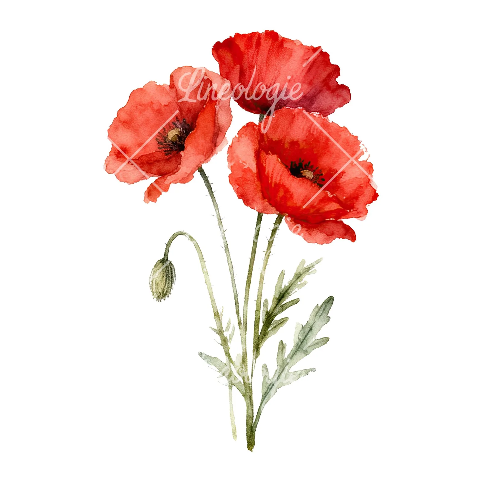Watercolor poppy bouquet with singular blooms clipart 9 of 9 on a white background (JPG)