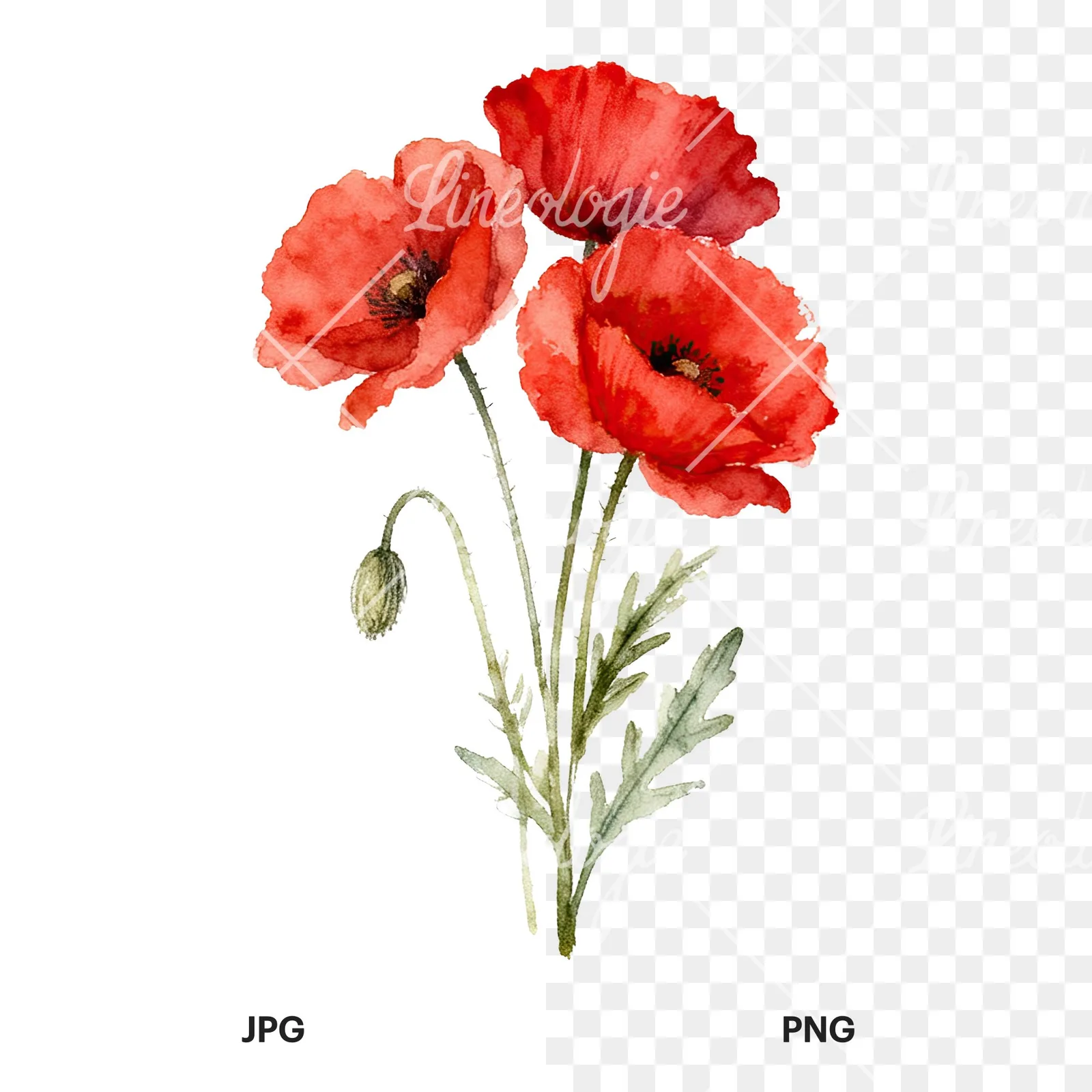 Watercolor poppy bouquet with singular blooms clipart 9 of 9, as a JPG on white and a transparent PNG