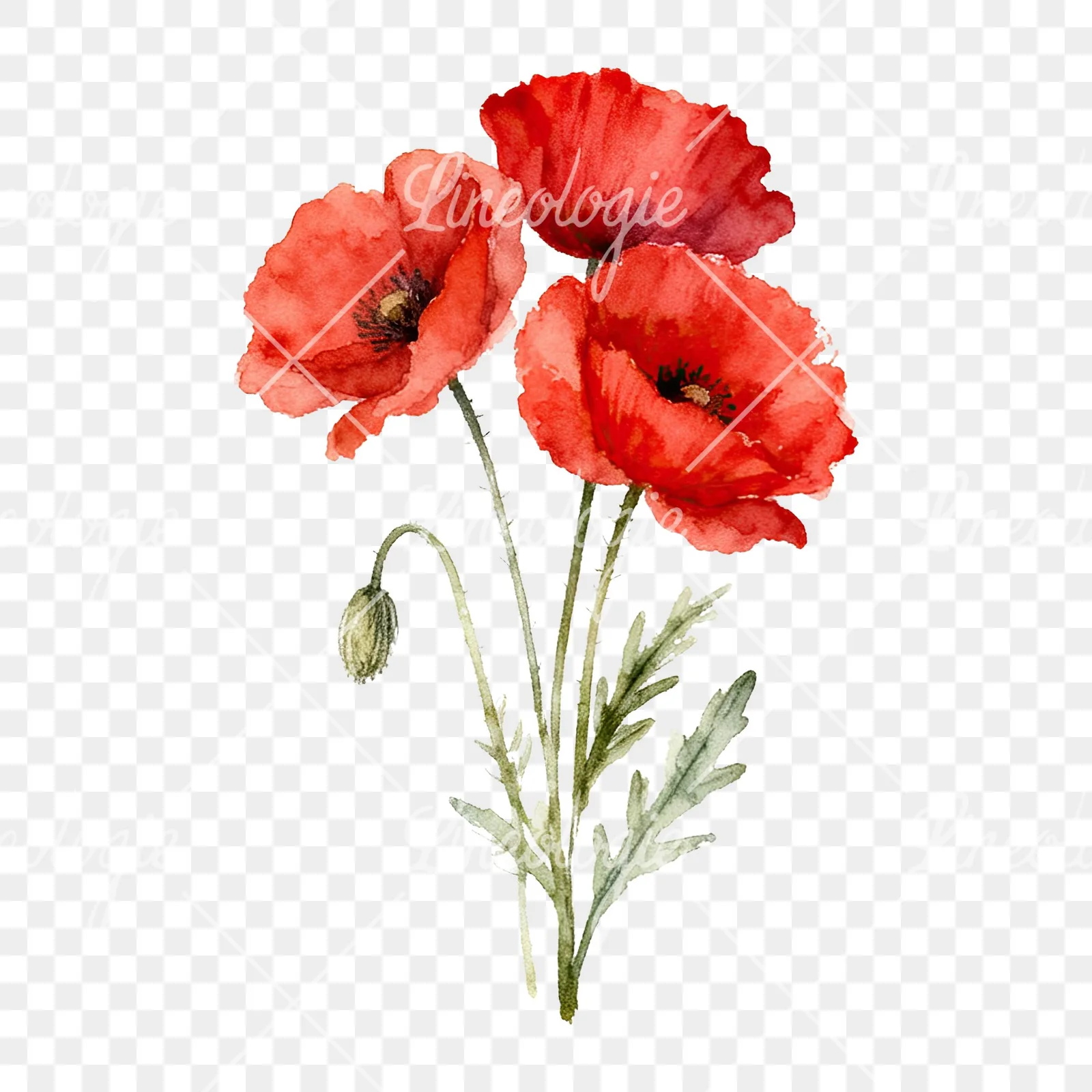 Watercolor poppy bouquet with singular blooms clipart 9 of 9 on a transparent background (PNG)