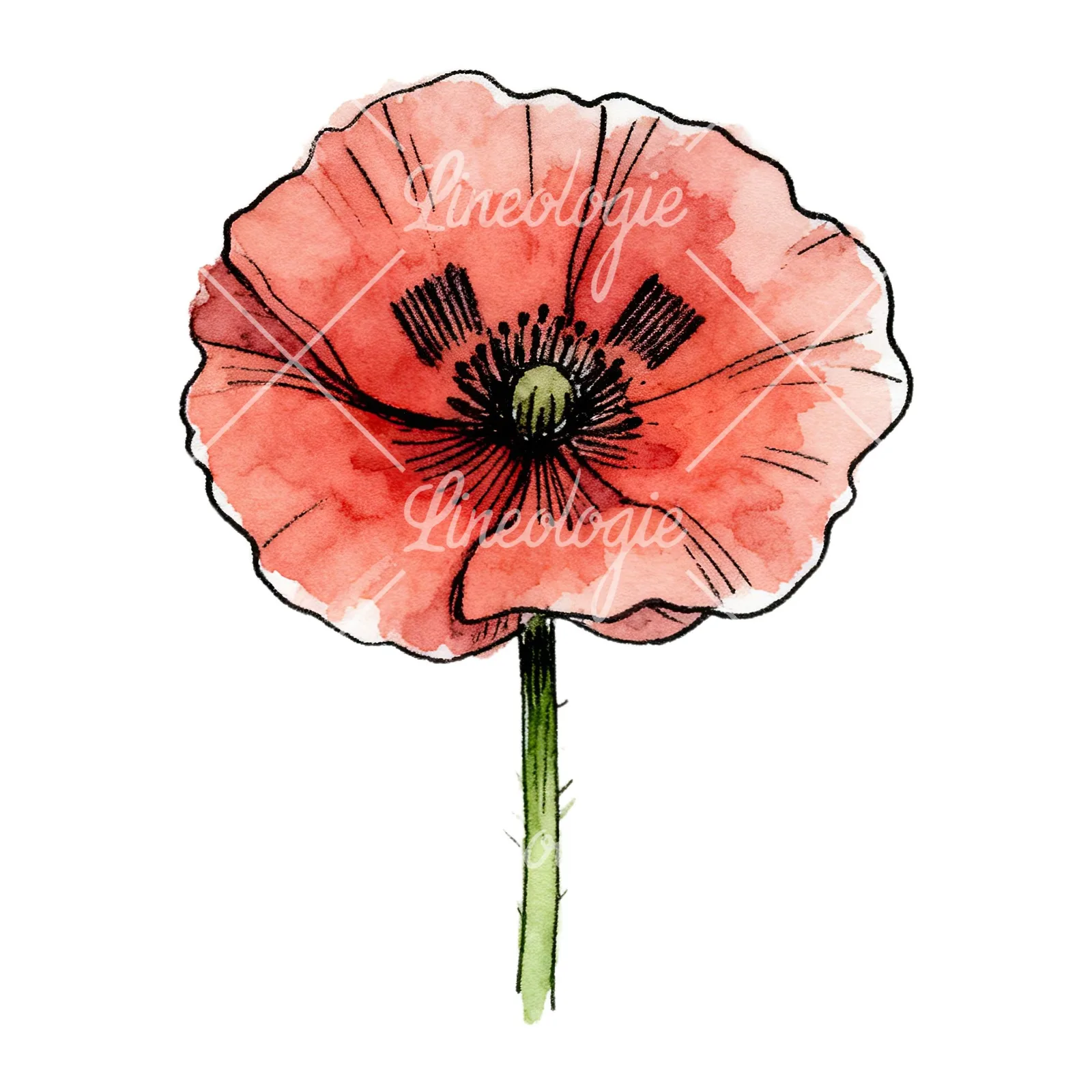 Watercolor coral and red poppy clipart 1 of 9 on a white background (JPG)