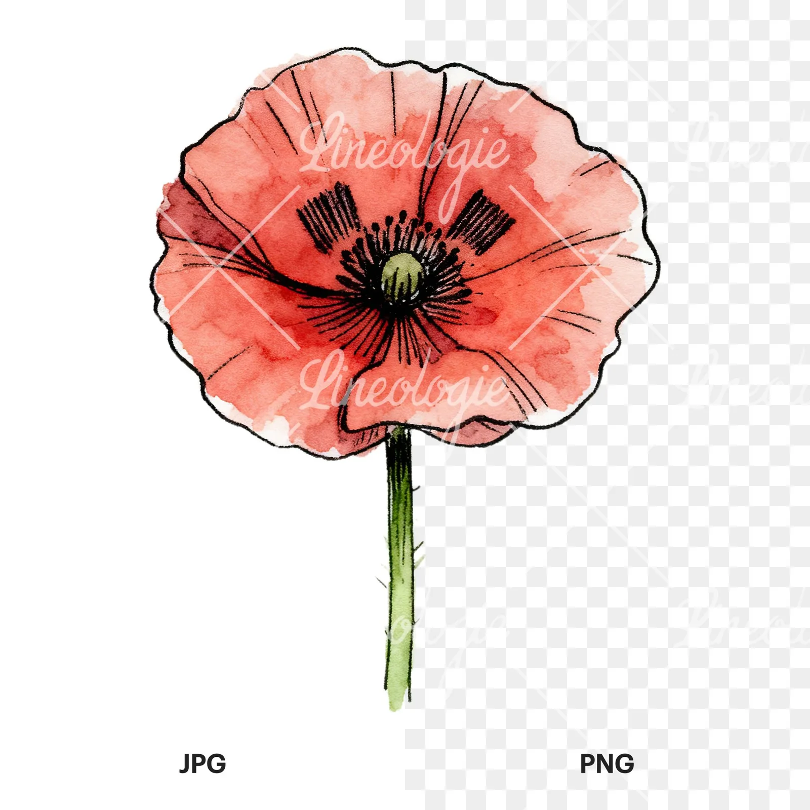 Watercolor coral and red poppy clipart 1 of 9, as a JPG on white and a transparent PNG