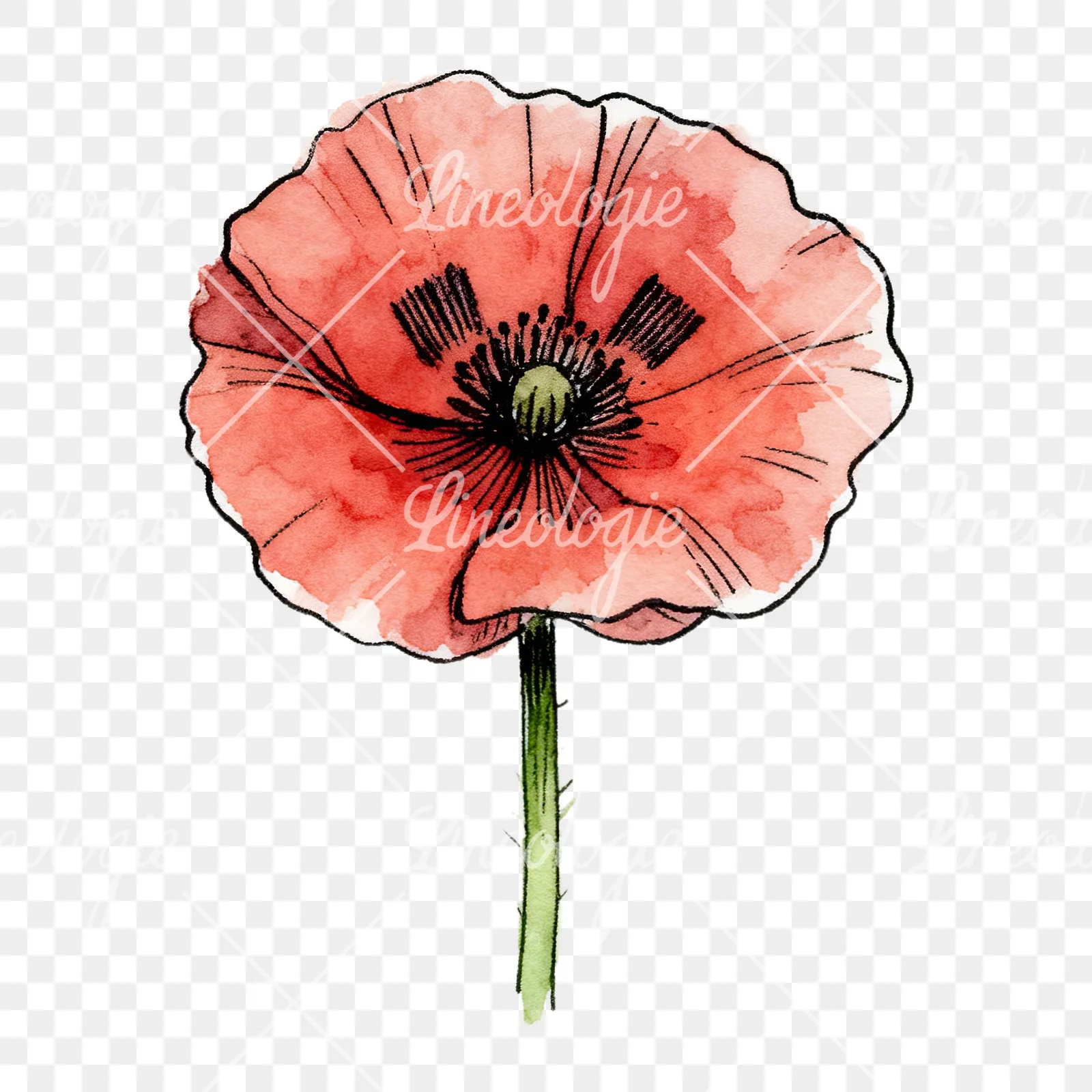 Watercolor coral and red poppy clipart 1 of 9 on a transparent background (PNG)