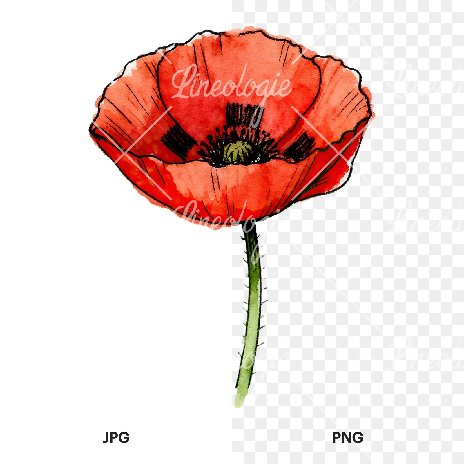Watercolor coral and red poppy clipart 2 of 9, as a JPG on white and a transparent PNG