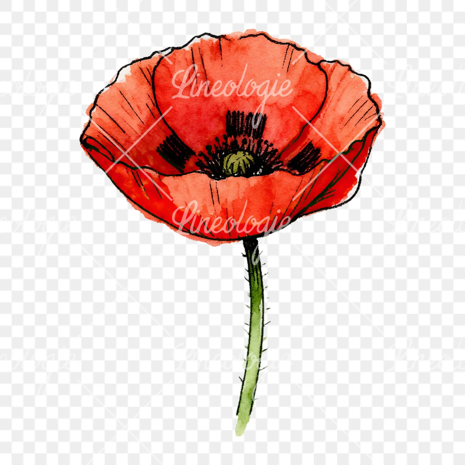 Watercolor coral and red poppy clipart 2 of 9 on a transparent background (PNG)