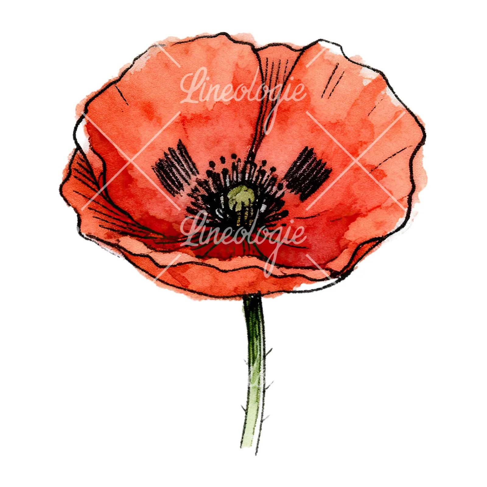 Watercolor coral and red poppy clipart 3 of 9 on a white background (JPG)