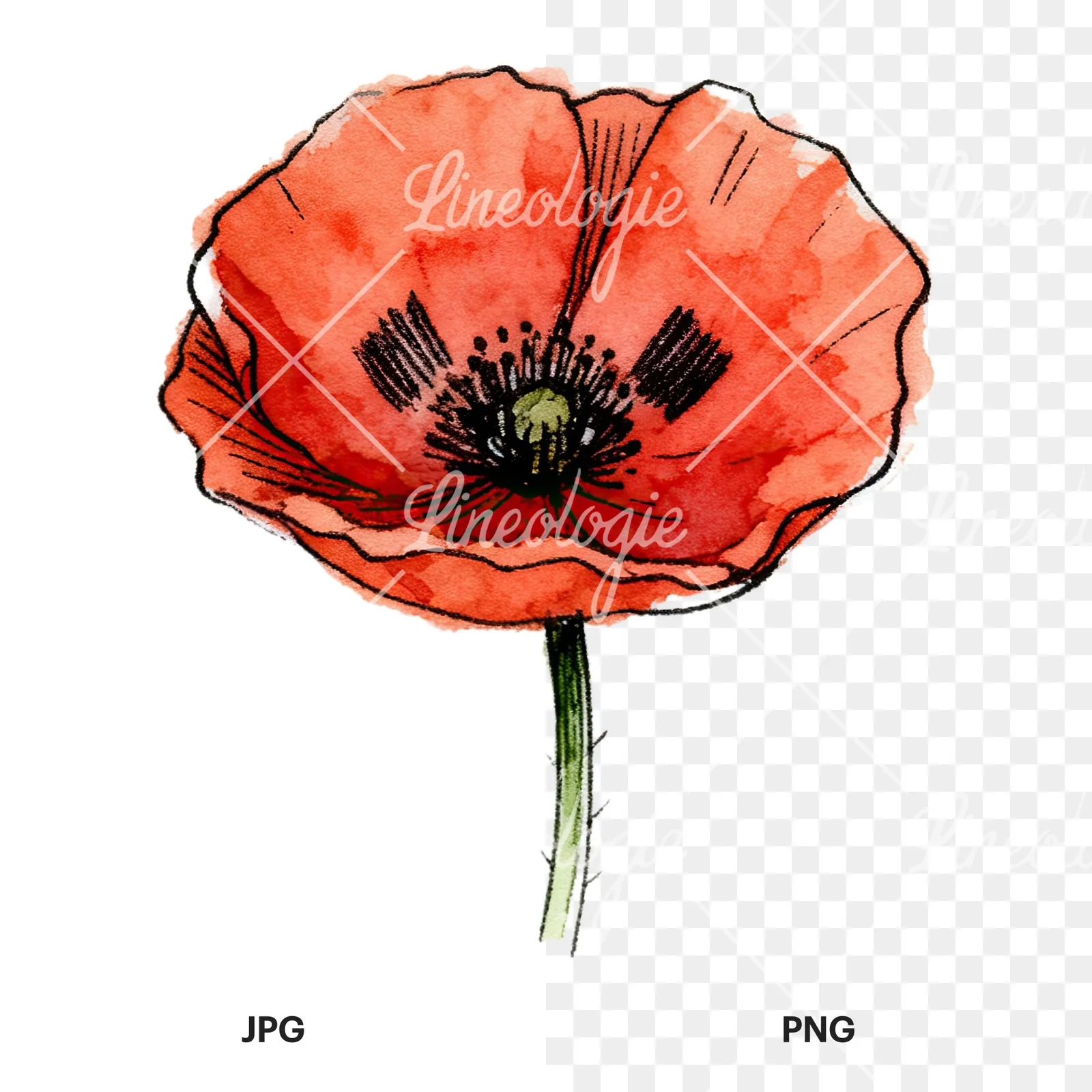 Watercolor coral and red poppy clipart 3 of 9, as a JPG on white and a transparent PNG