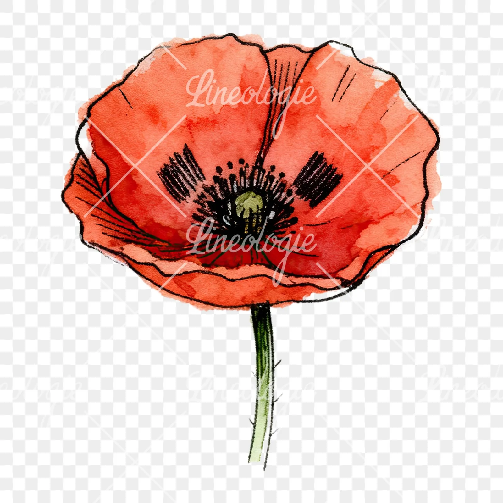 Watercolor coral and red poppy clipart 3 of 9 on a transparent background (PNG)