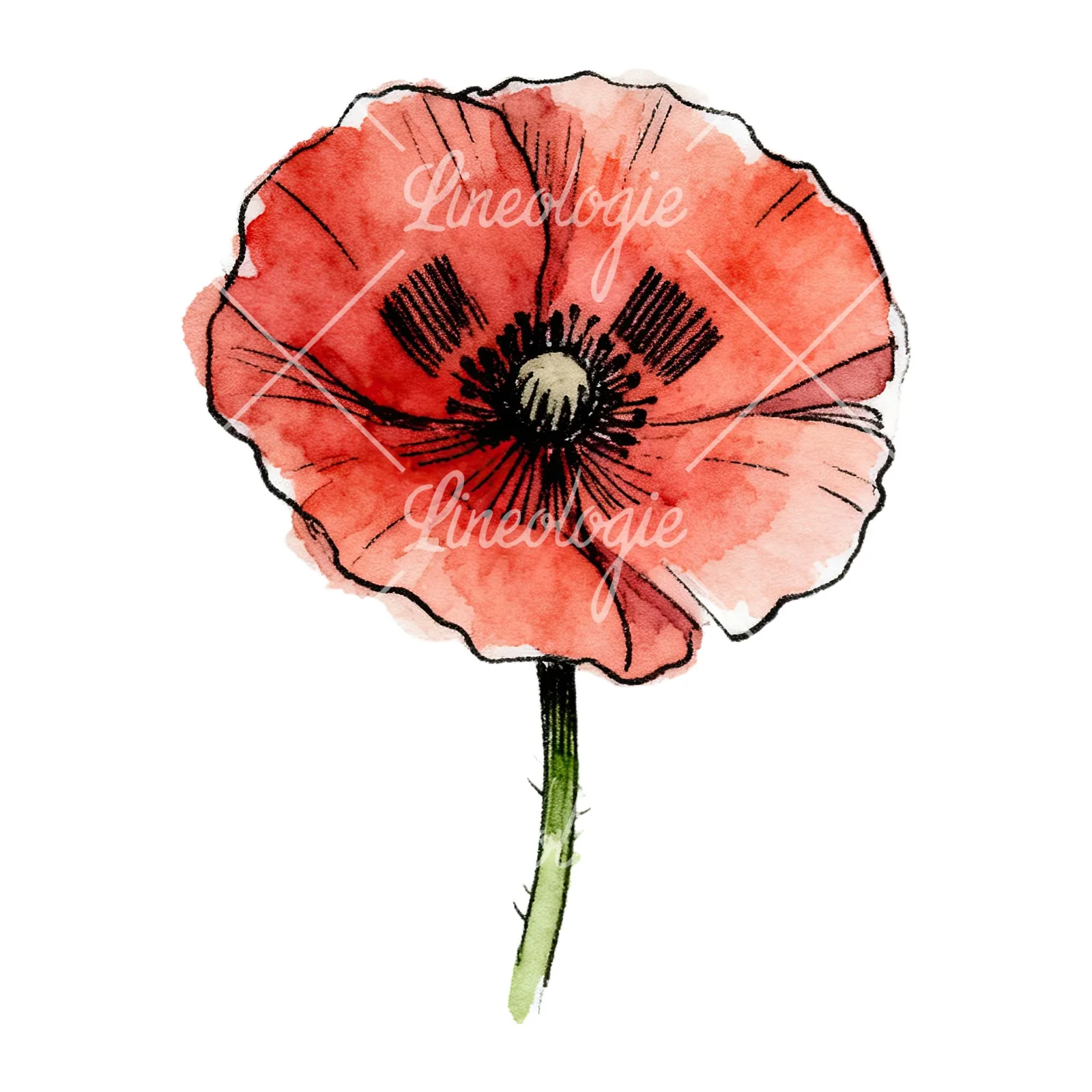 Watercolor coral and red poppy clipart 4 of 9 on a white background (JPG)
