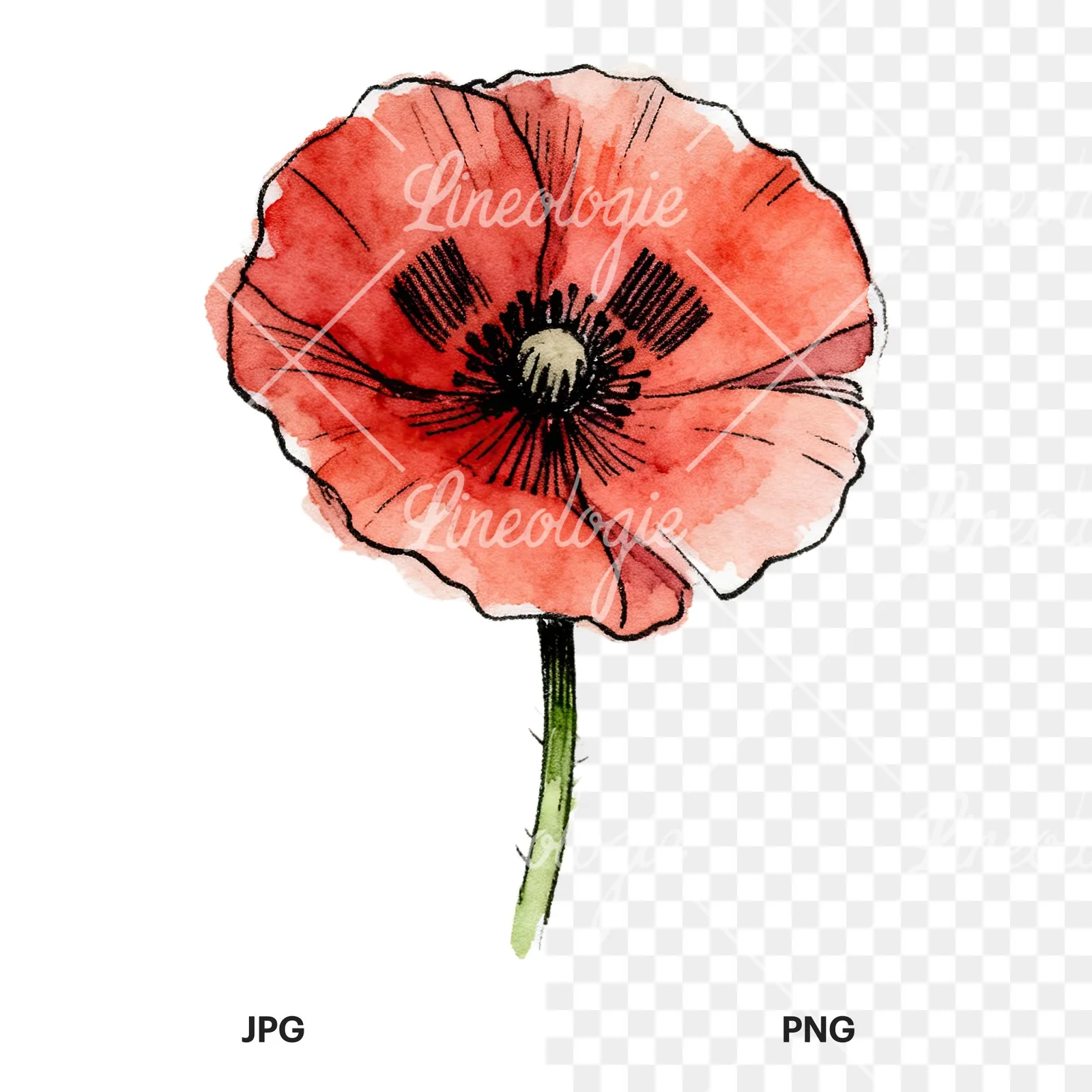 Watercolor coral and red poppy clipart 4 of 9, as a JPG on white and a transparent PNG