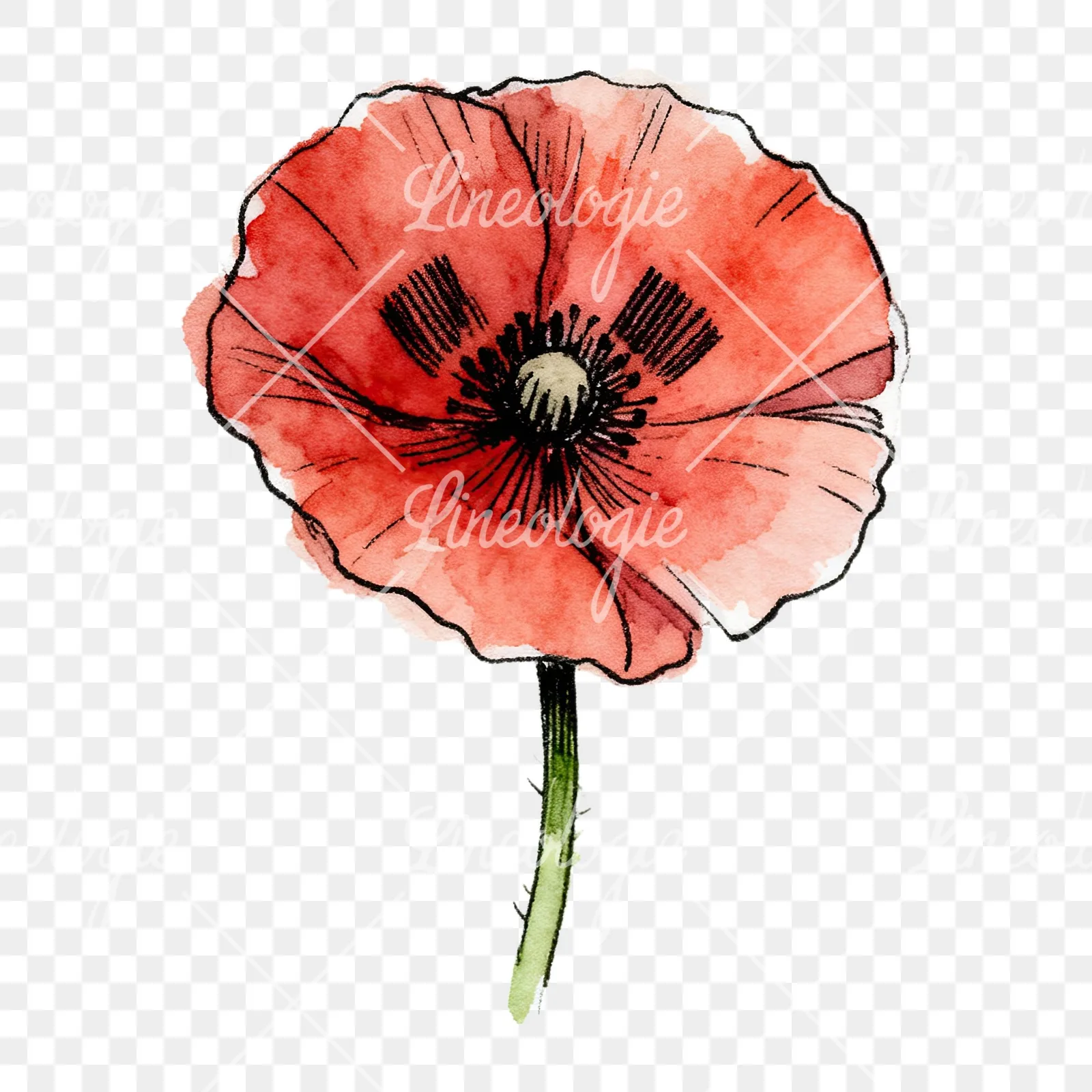 Watercolor coral and red poppy clipart 4 of 9 on a transparent background (PNG)