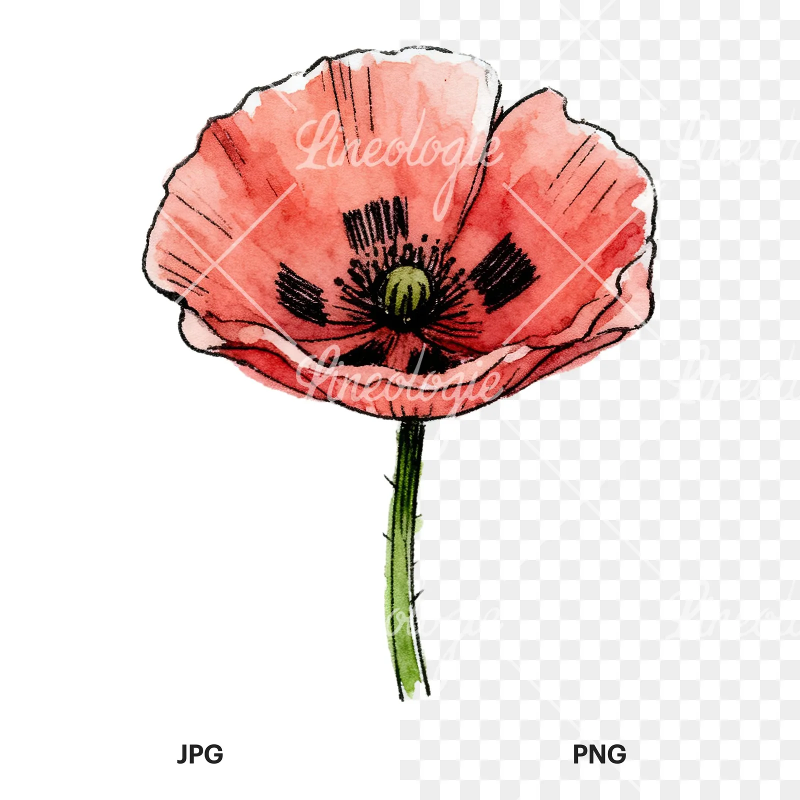 Watercolor coral and red poppy clipart 5 of 9, as a JPG on white and a transparent PNG