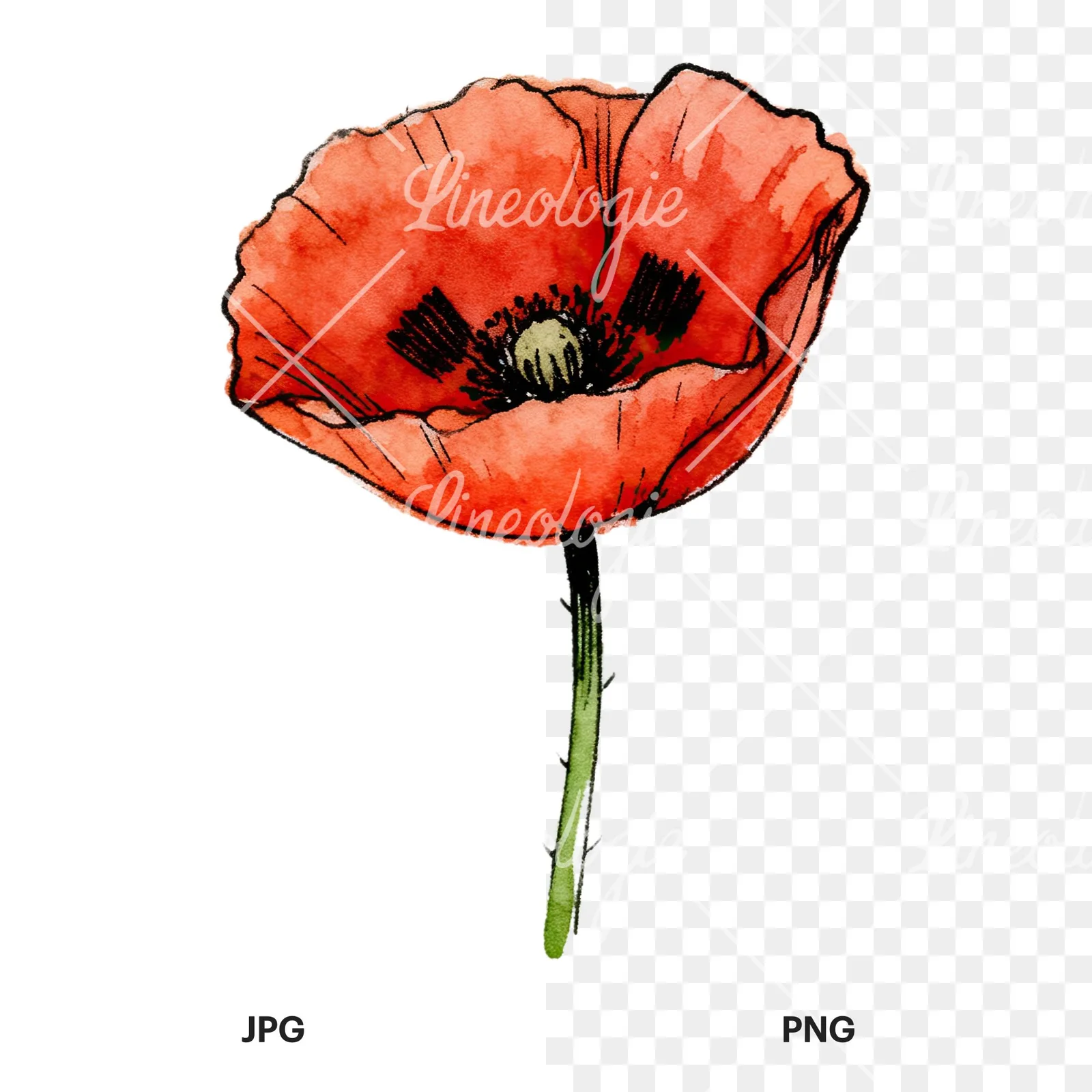 Watercolor coral and red poppy clipart 6 of 9, as a JPG on white and a transparent PNG