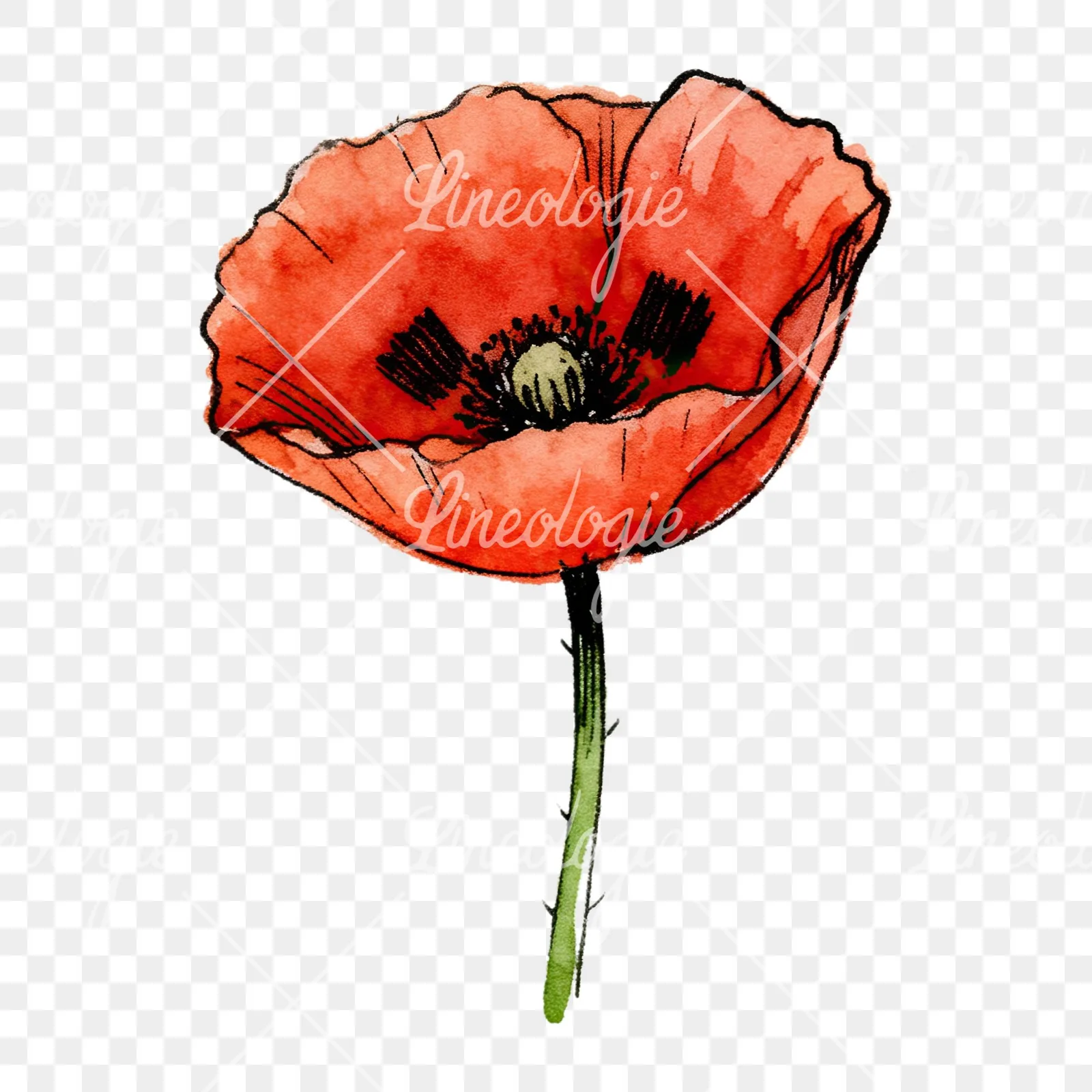 Watercolor coral and red poppy clipart 6 of 9 on a transparent background (PNG)