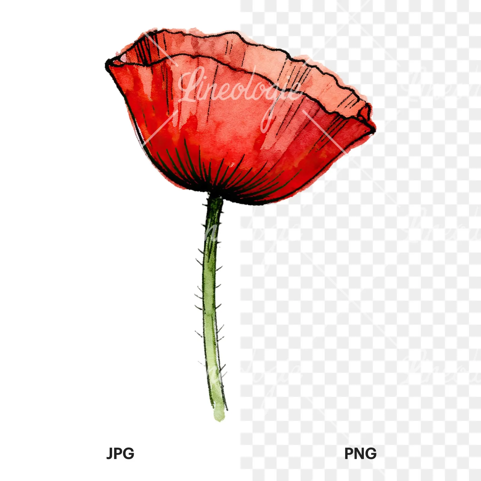 Watercolor coral and red poppy clipart 7 of 9, as a JPG on white and a transparent PNG