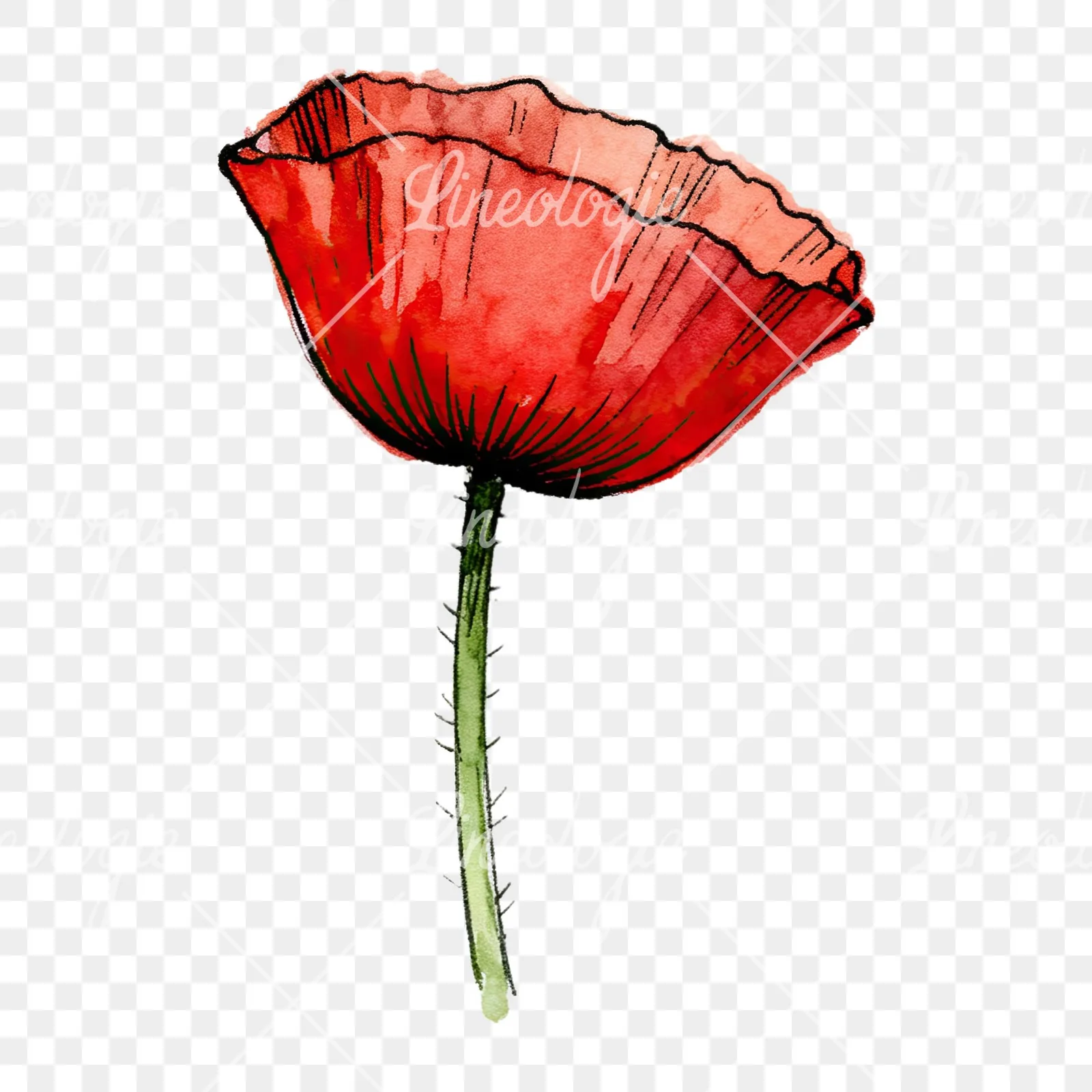 Watercolor coral and red poppy clipart 7 of 9 on a transparent background (PNG)