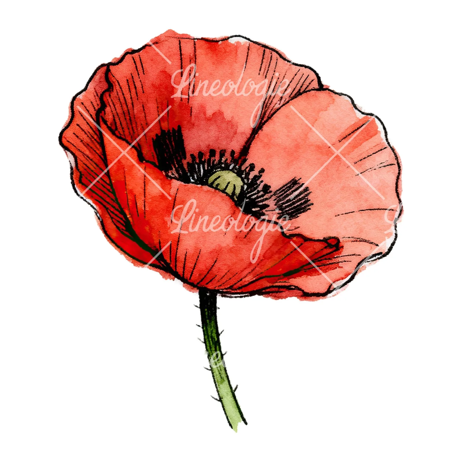 Watercolor coral and red poppy clipart 8 of 9 on a white background (JPG)