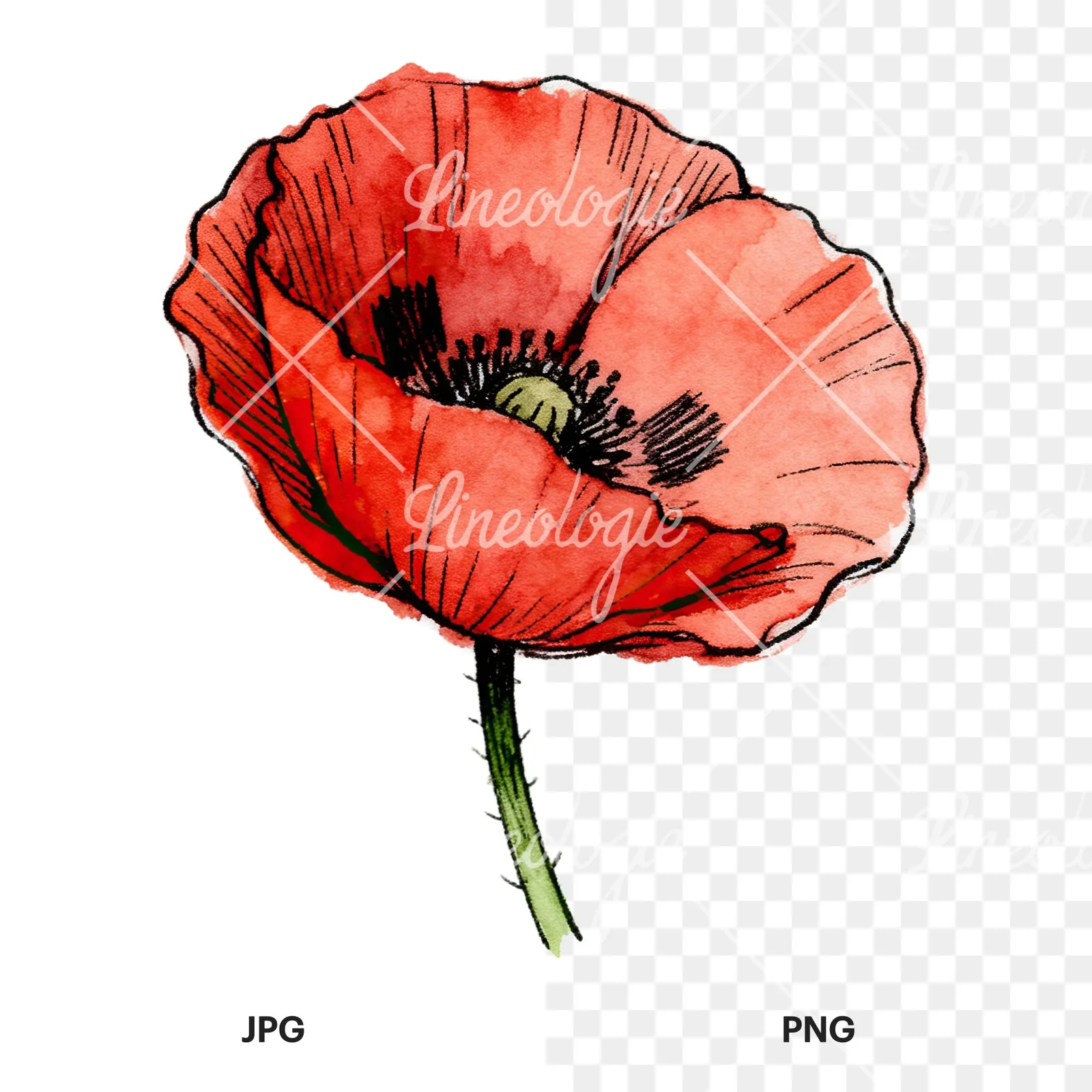 Watercolor coral and red poppy clipart 8 of 9, as a JPG on white and a transparent PNG