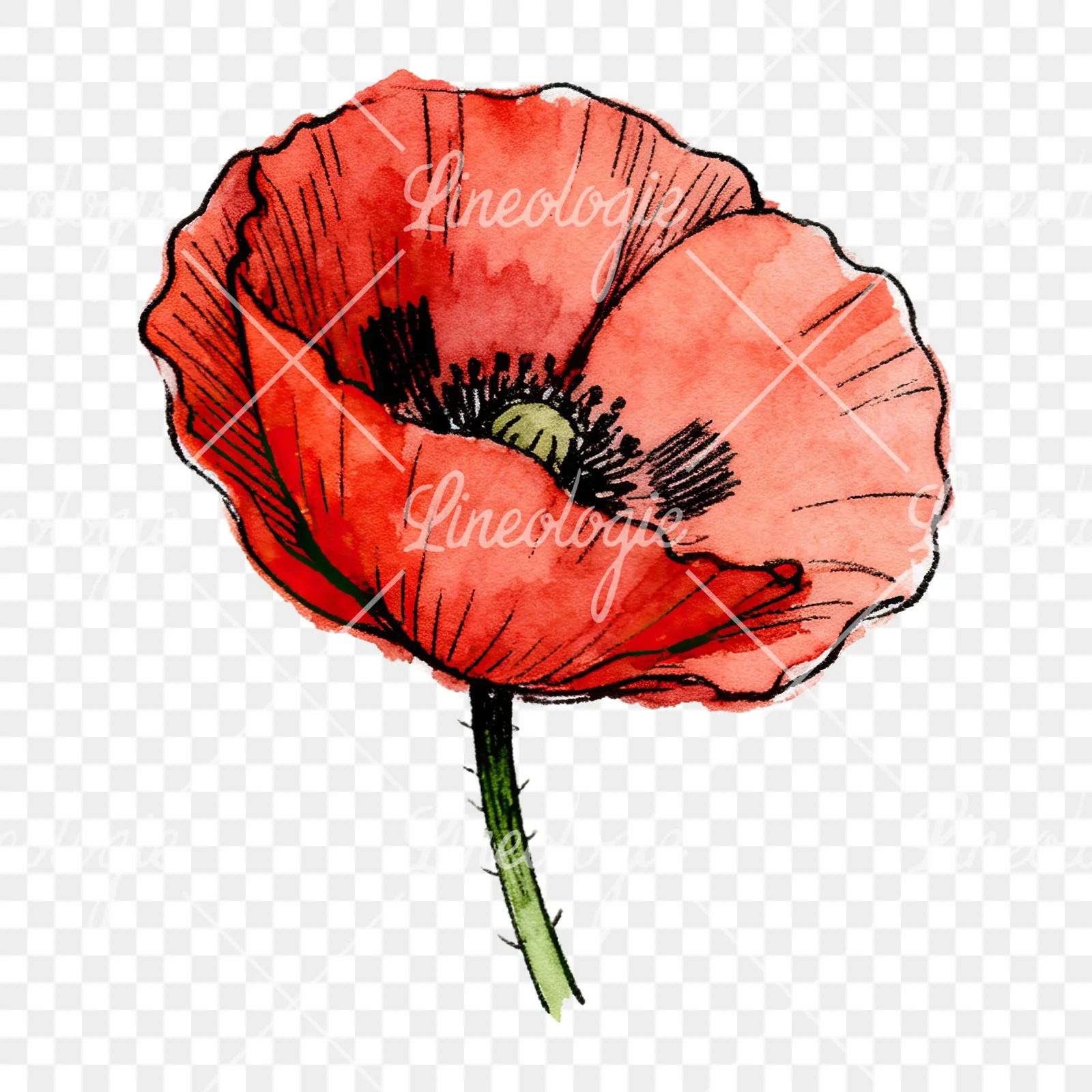 Watercolor coral and red poppy clipart 8 of 9 on a transparent background (PNG)