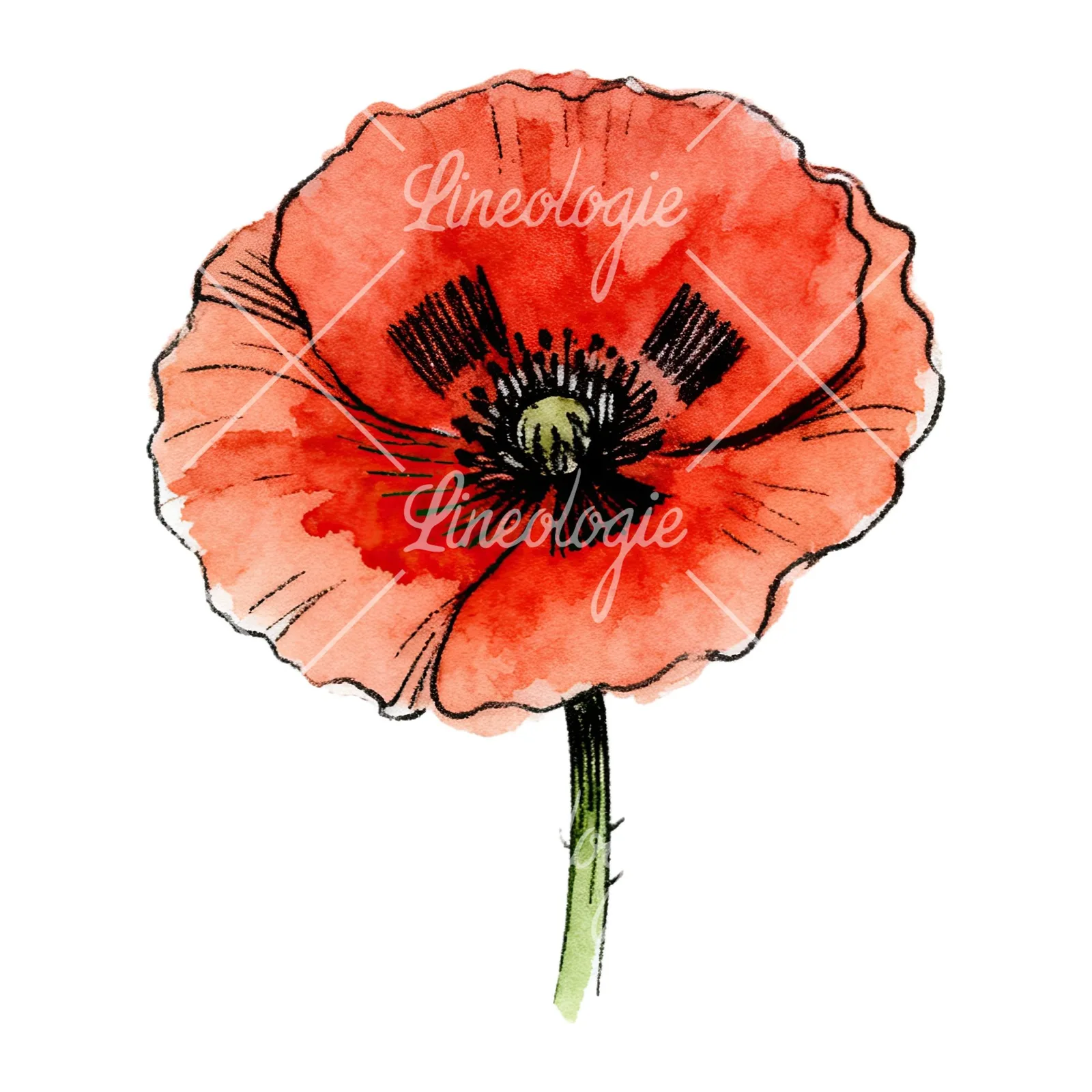 Watercolor coral and red poppy clipart 9 of 9 on a white background (JPG)