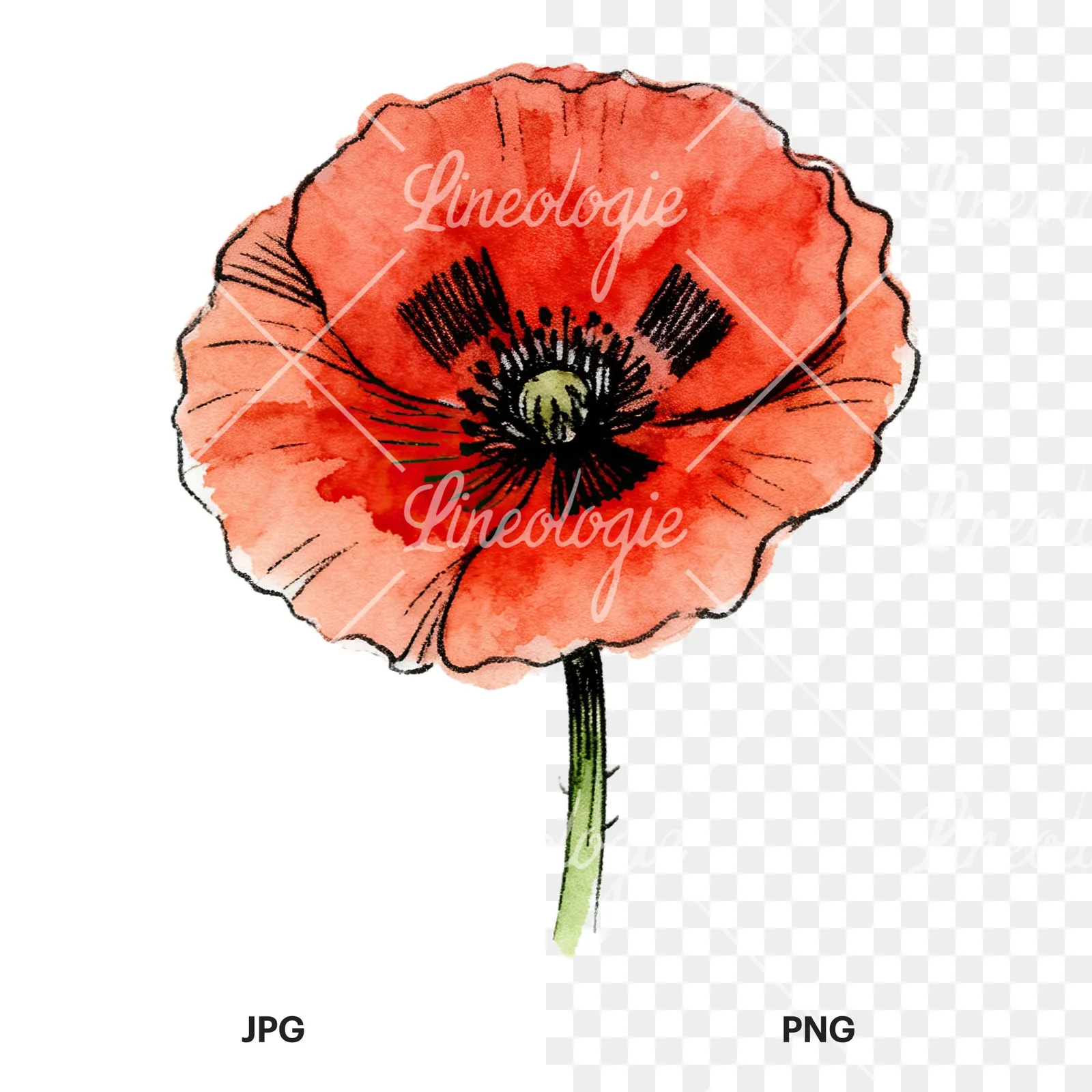 Watercolor coral and red poppy clipart 9 of 9, as a JPG on white and a transparent PNG