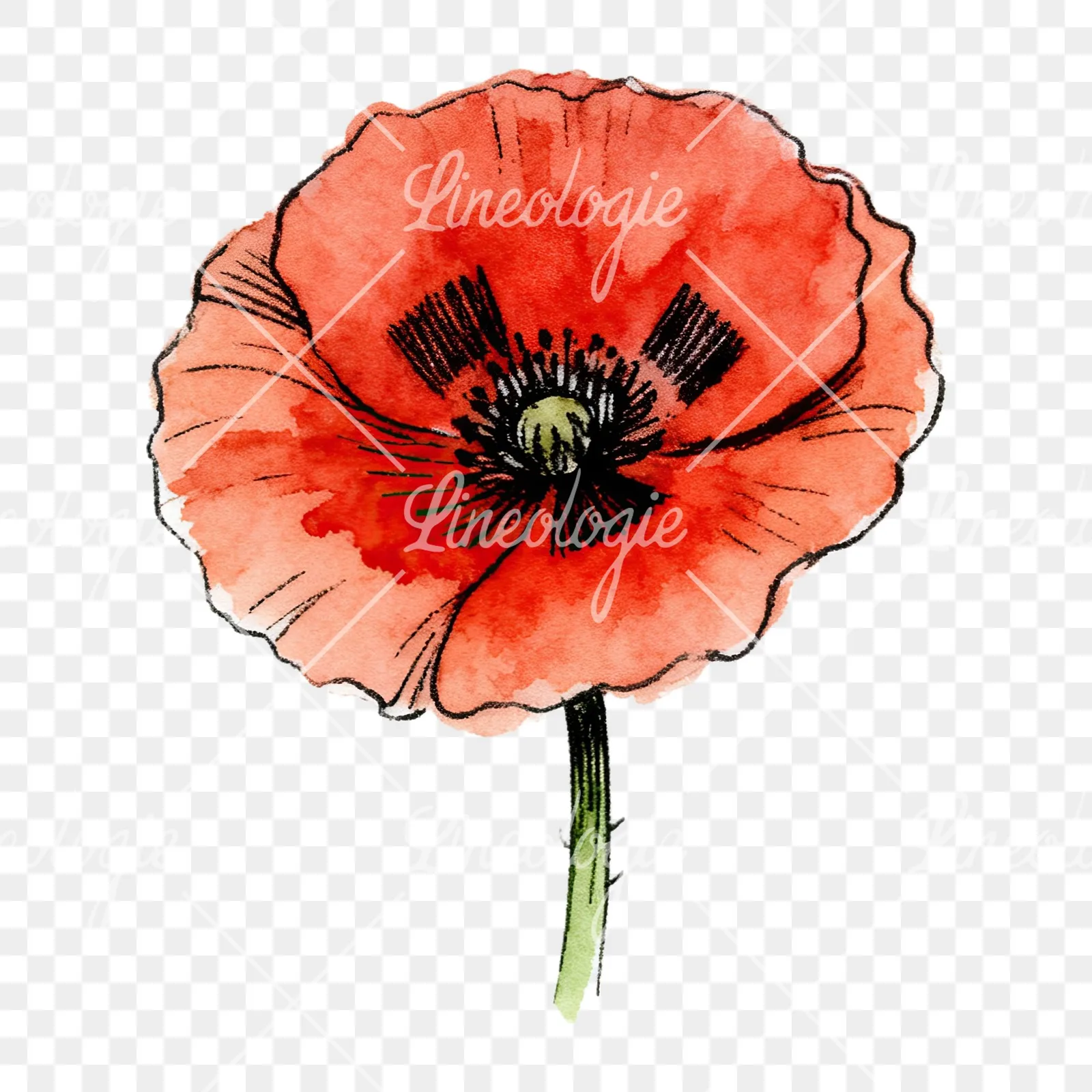 Watercolor coral and red poppy clipart 9 of 9 on a transparent background (PNG)