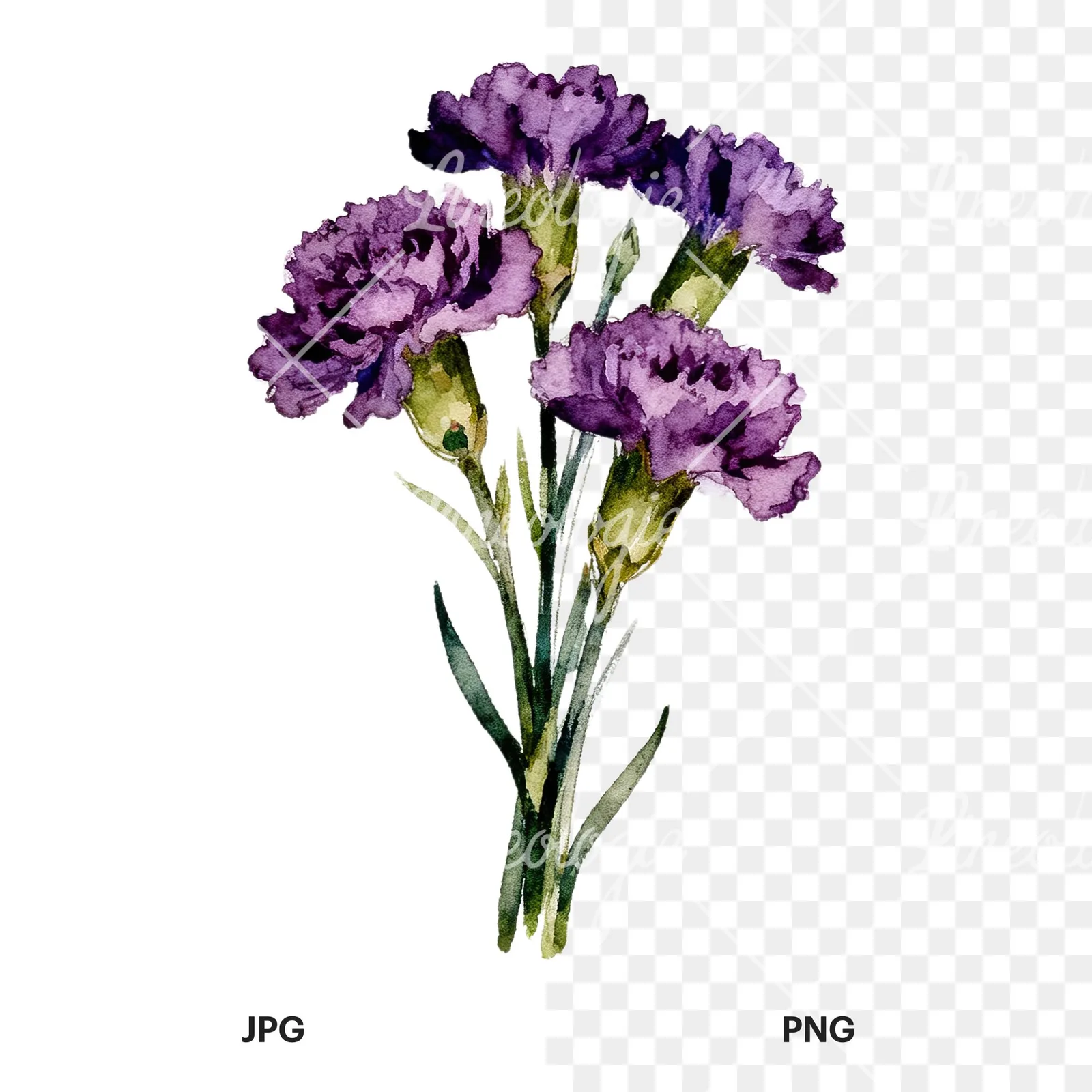 Watercolor deep purple carnation bouquet clipart 2 of 9, as a JPG on white and a transparent PNG