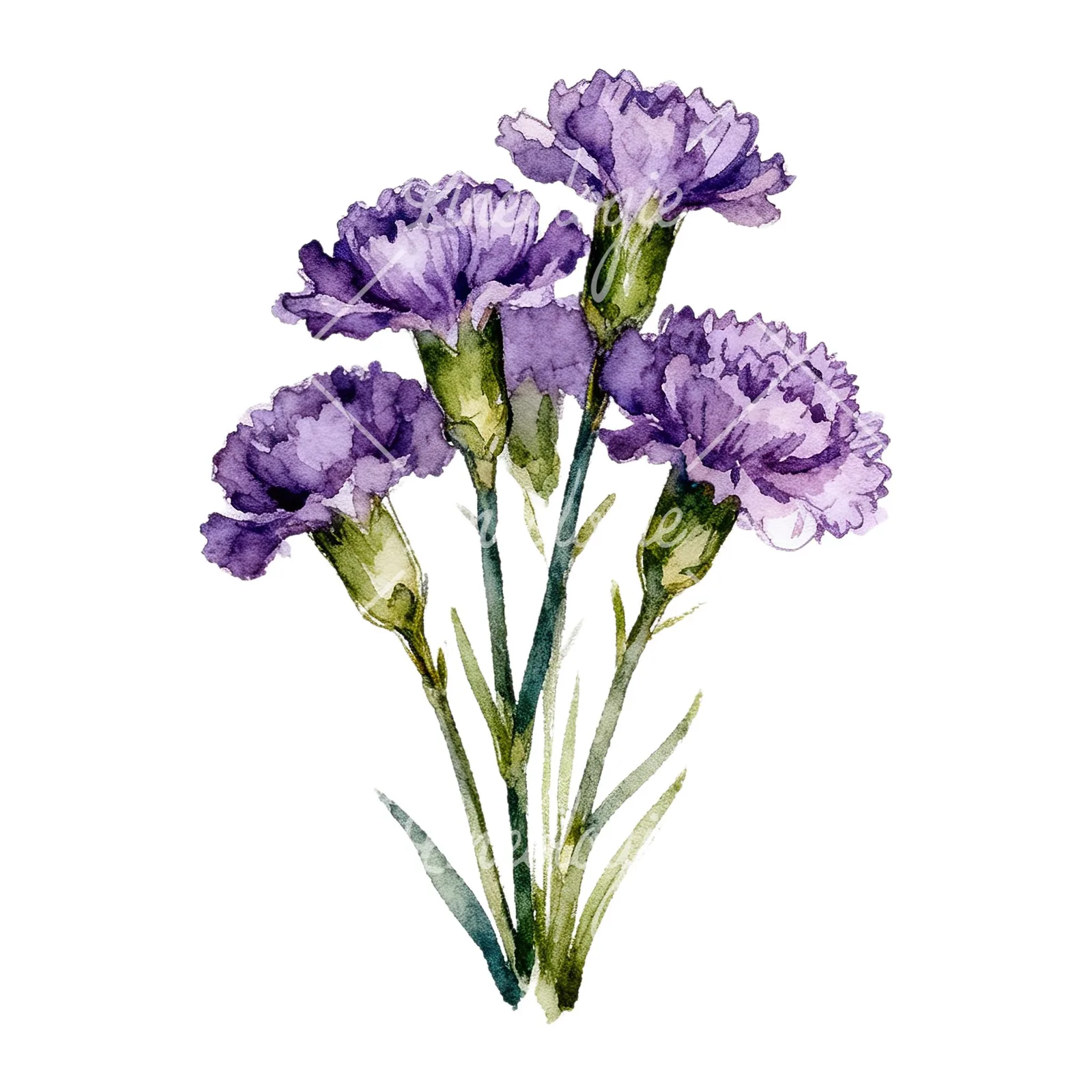 Watercolor deep purple carnation bouquet clipart 5 of 9 on a white background (JPG)