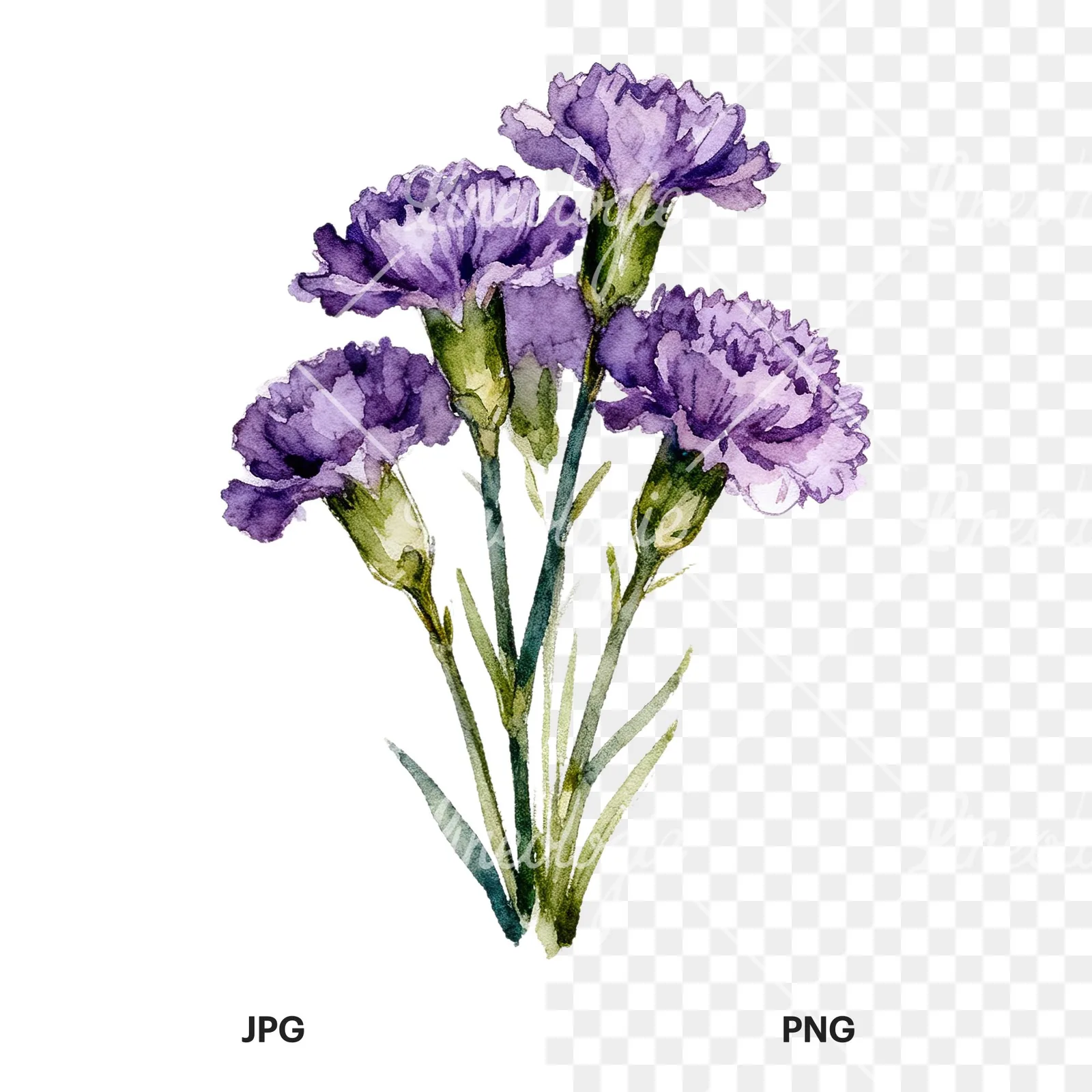 Watercolor deep purple carnation bouquet clipart 5 of 9, as a JPG on white and a transparent PNG