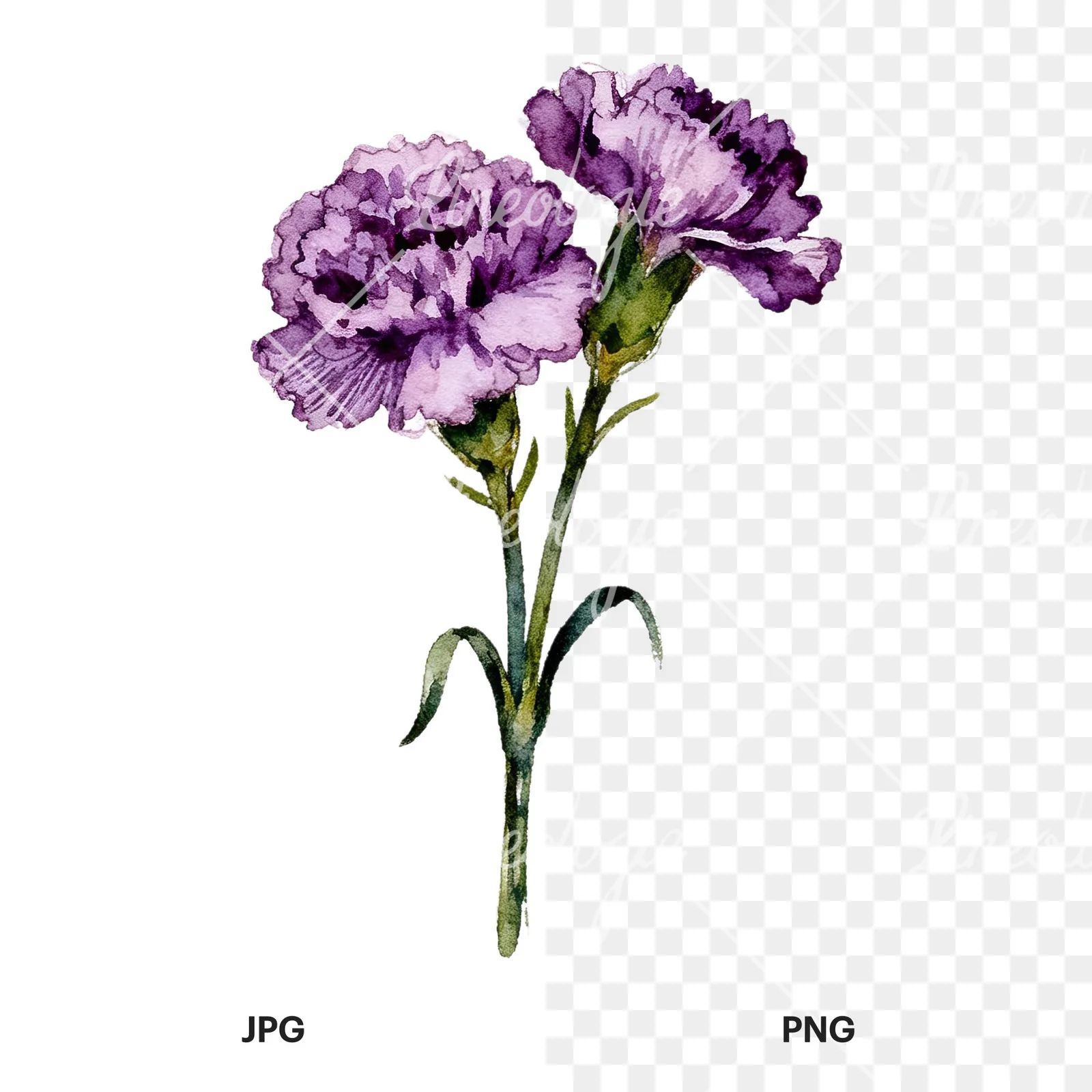Watercolor deep purple carnation bouquet clipart 8 of 9, as a JPG on white and a transparent PNG
