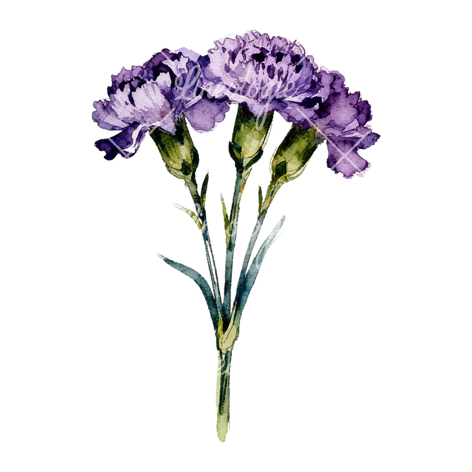 Watercolor deep purple carnation bouquet clipart 9 of 9 on a white background (JPG)