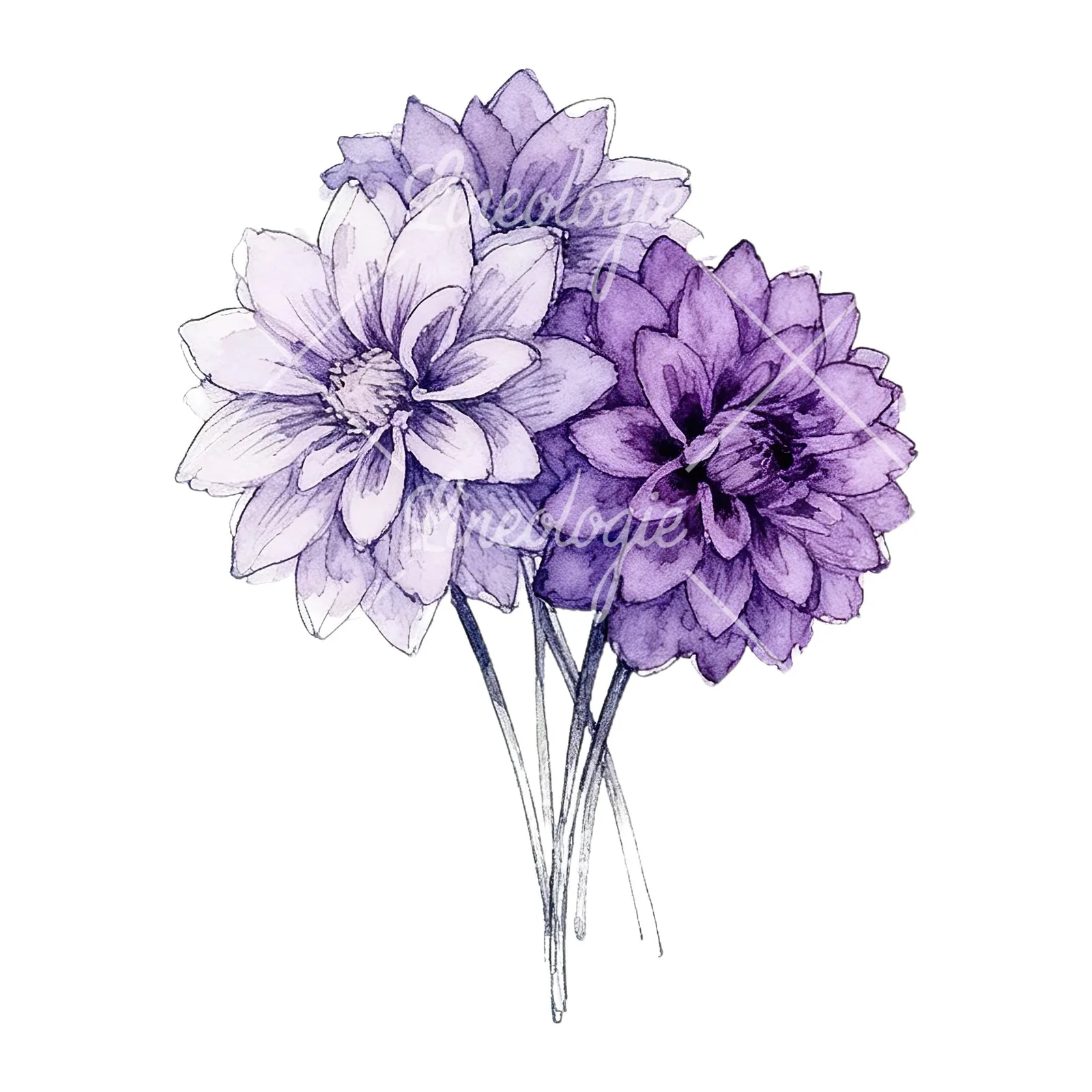Watercolor purple dahlia bouquet clipart 1 of 9 on a white background (JPG)