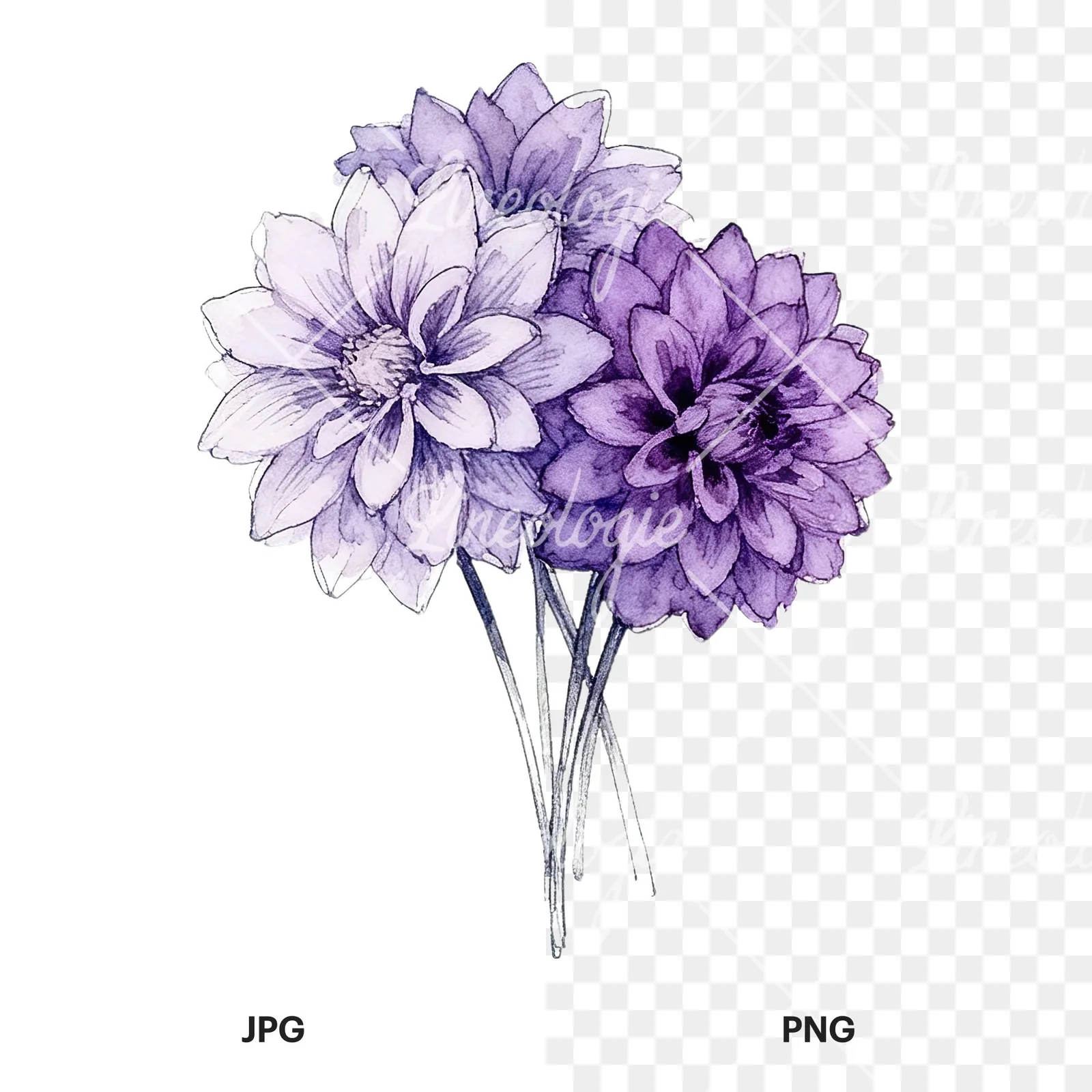 Watercolor purple dahlia bouquet clipart 1 of 9, as a JPG on white and a transparent PNG