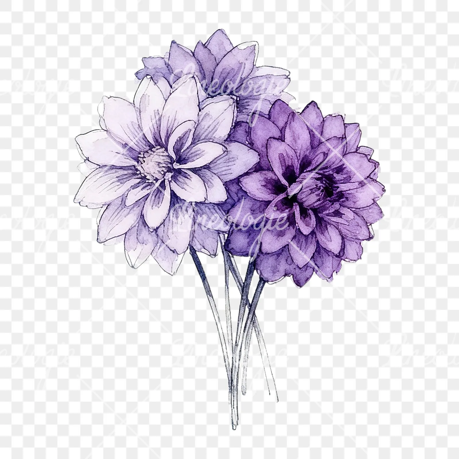 Watercolor purple dahlia bouquet clipart 1 of 9 on a transparent background (PNG)