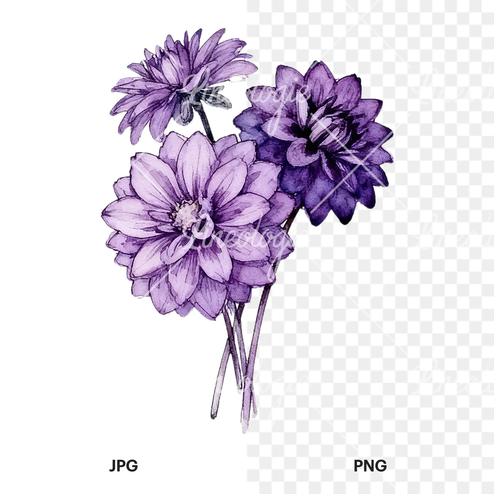 Watercolor purple dahlia bouquet clipart 2 of 9, as a JPG on white and a transparent PNG