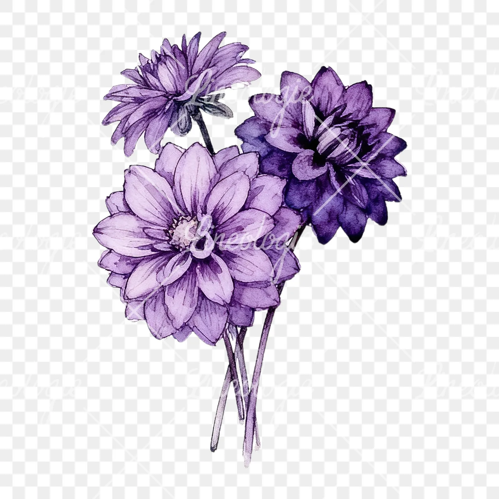 Watercolor purple dahlia bouquet clipart 2 of 9 on a transparent background (PNG)